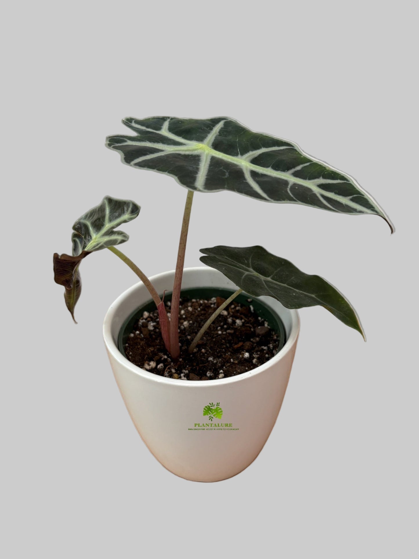 Alocasia Polly