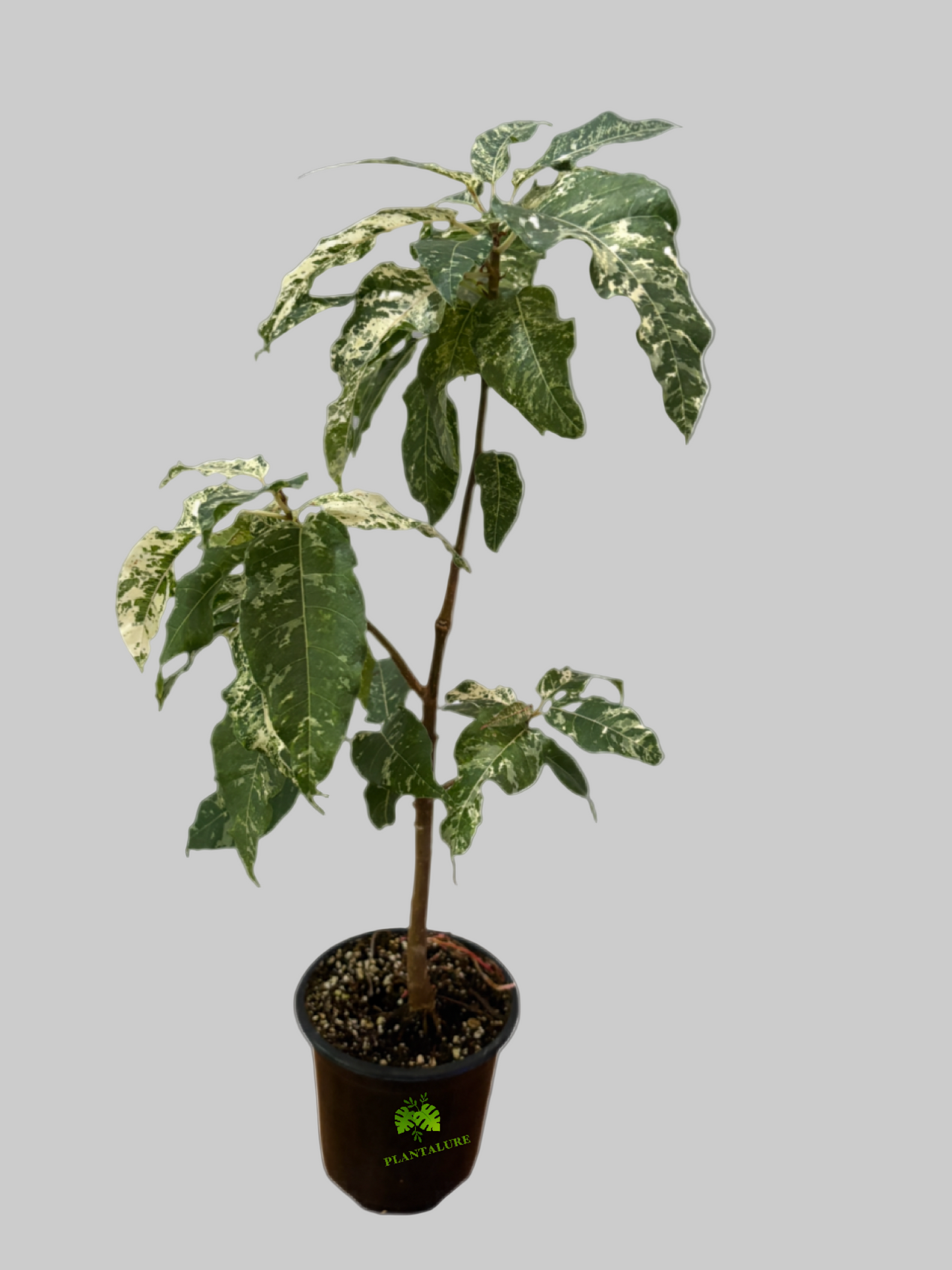 Ficus Elastica "Snowstorm"