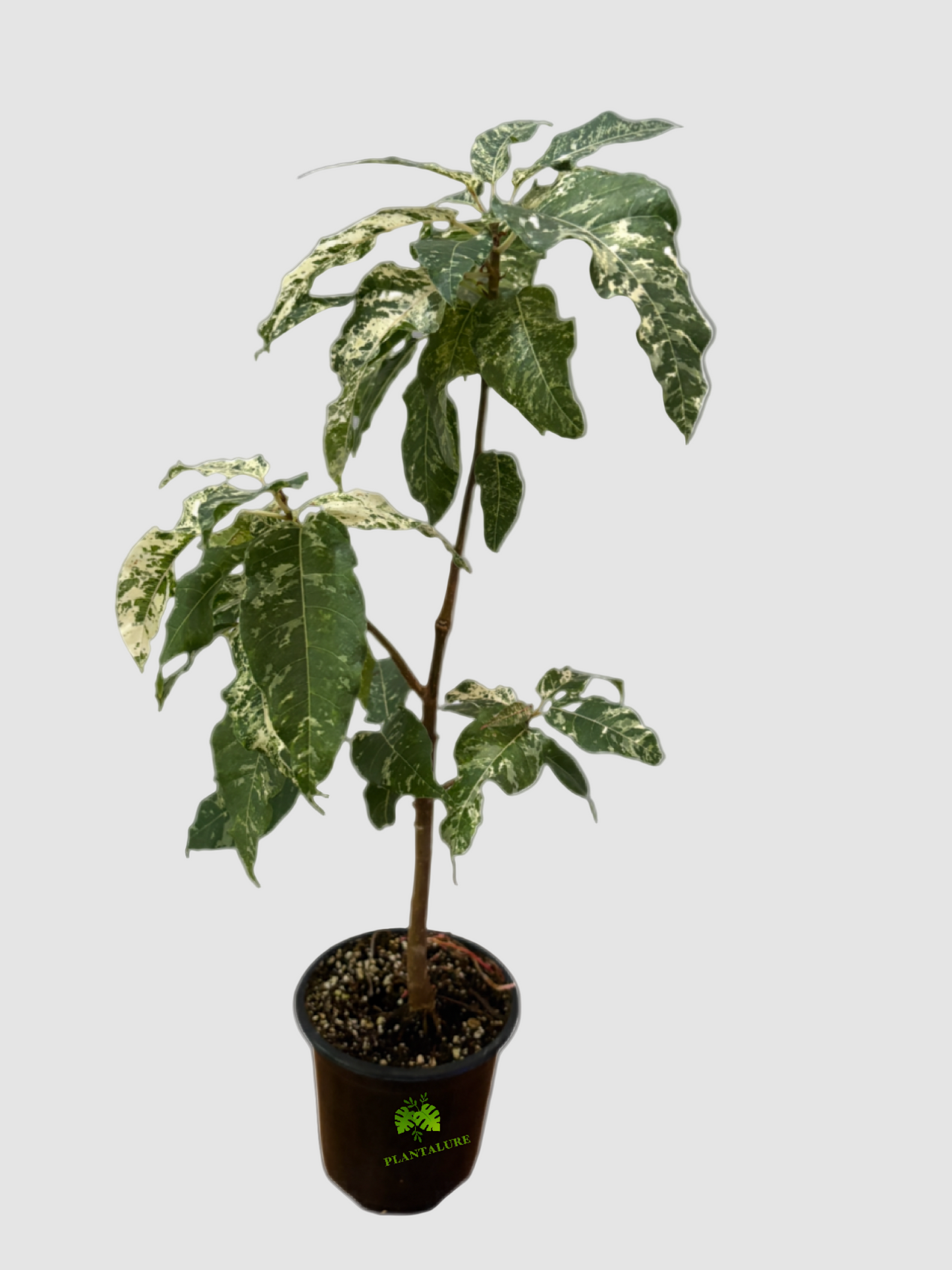 Ficus Elastica Snowstorm