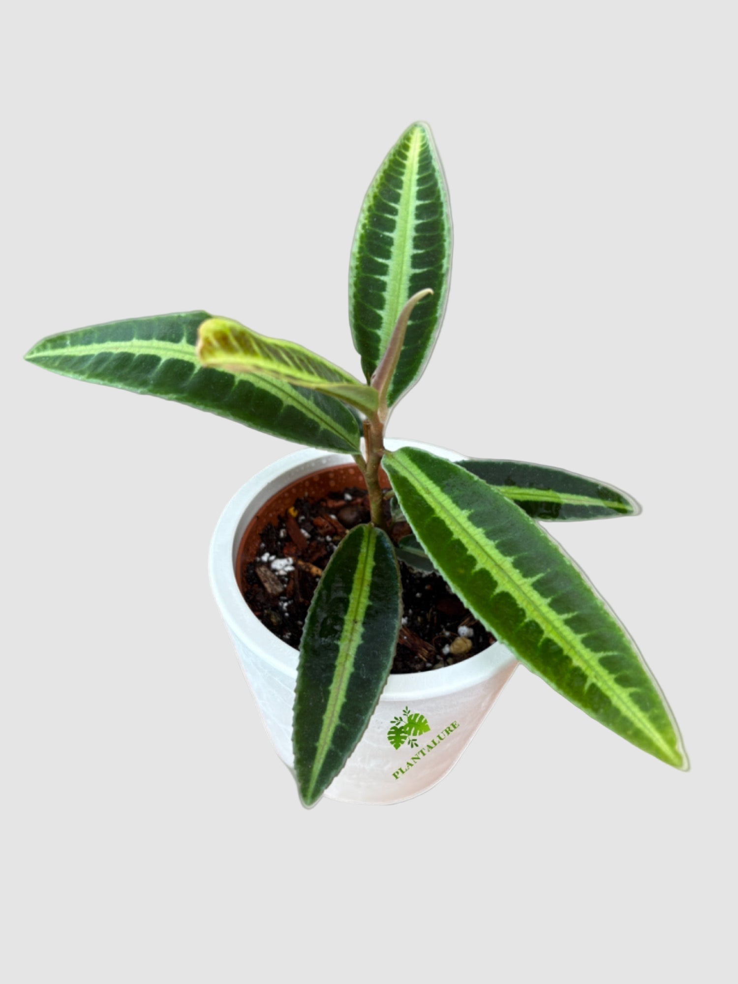Labisia Cat's Eye Canada | Rare Jewel Plant