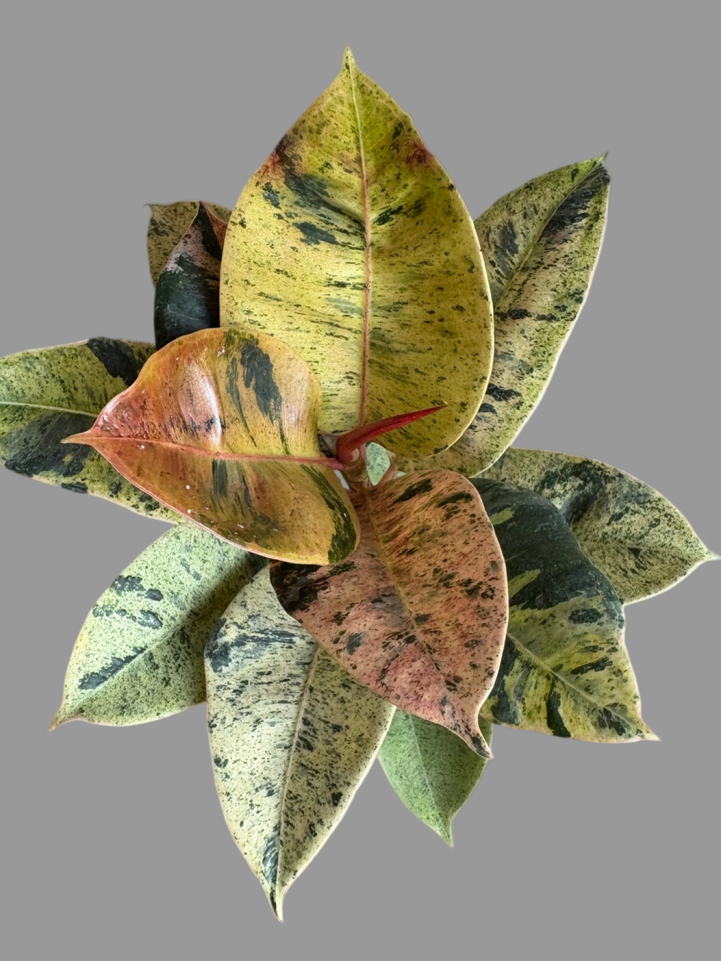 Ficus Shivereana "Moonshine"