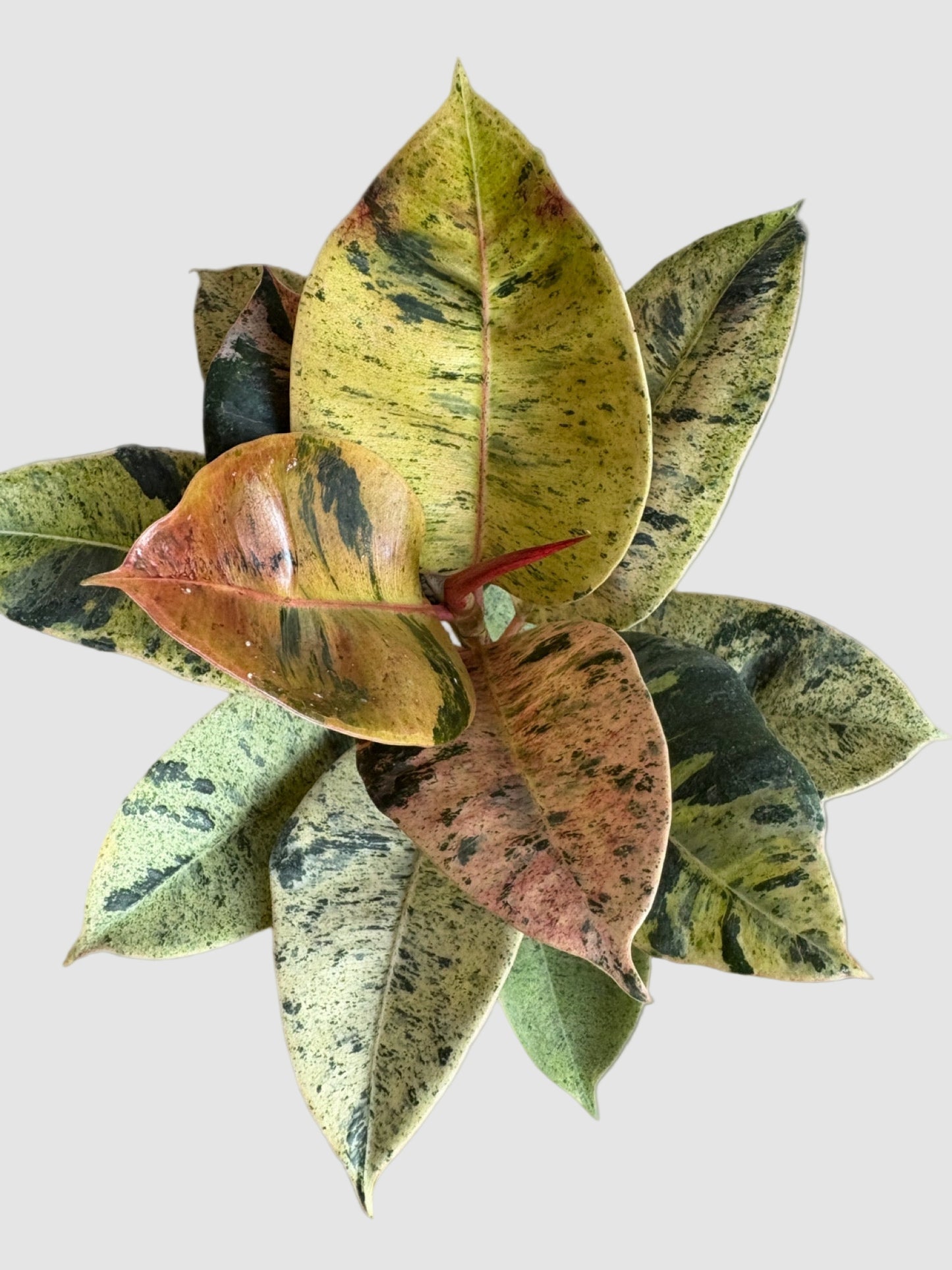 Ficus Shivereana Moonshine