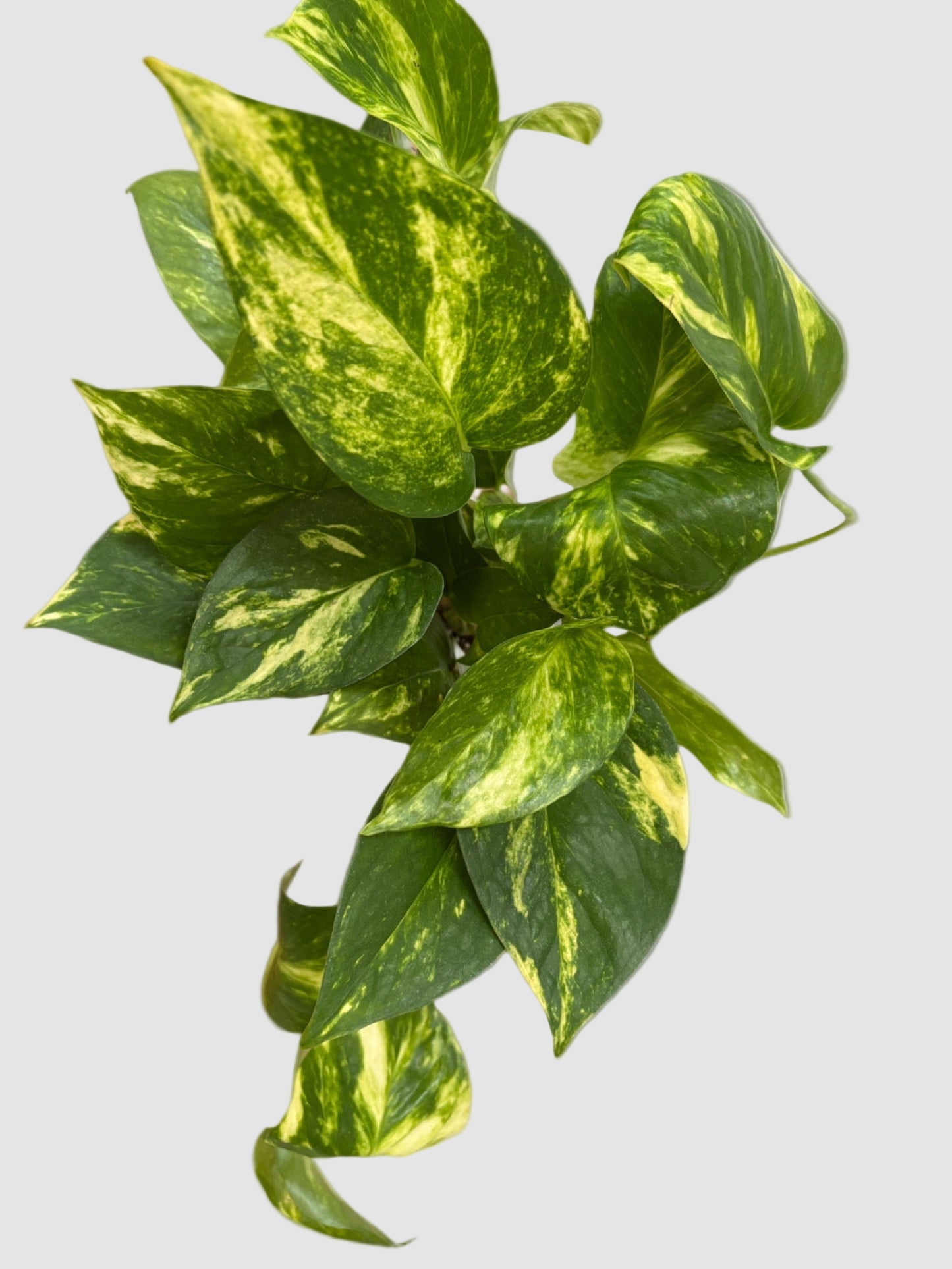 Pothos Golden