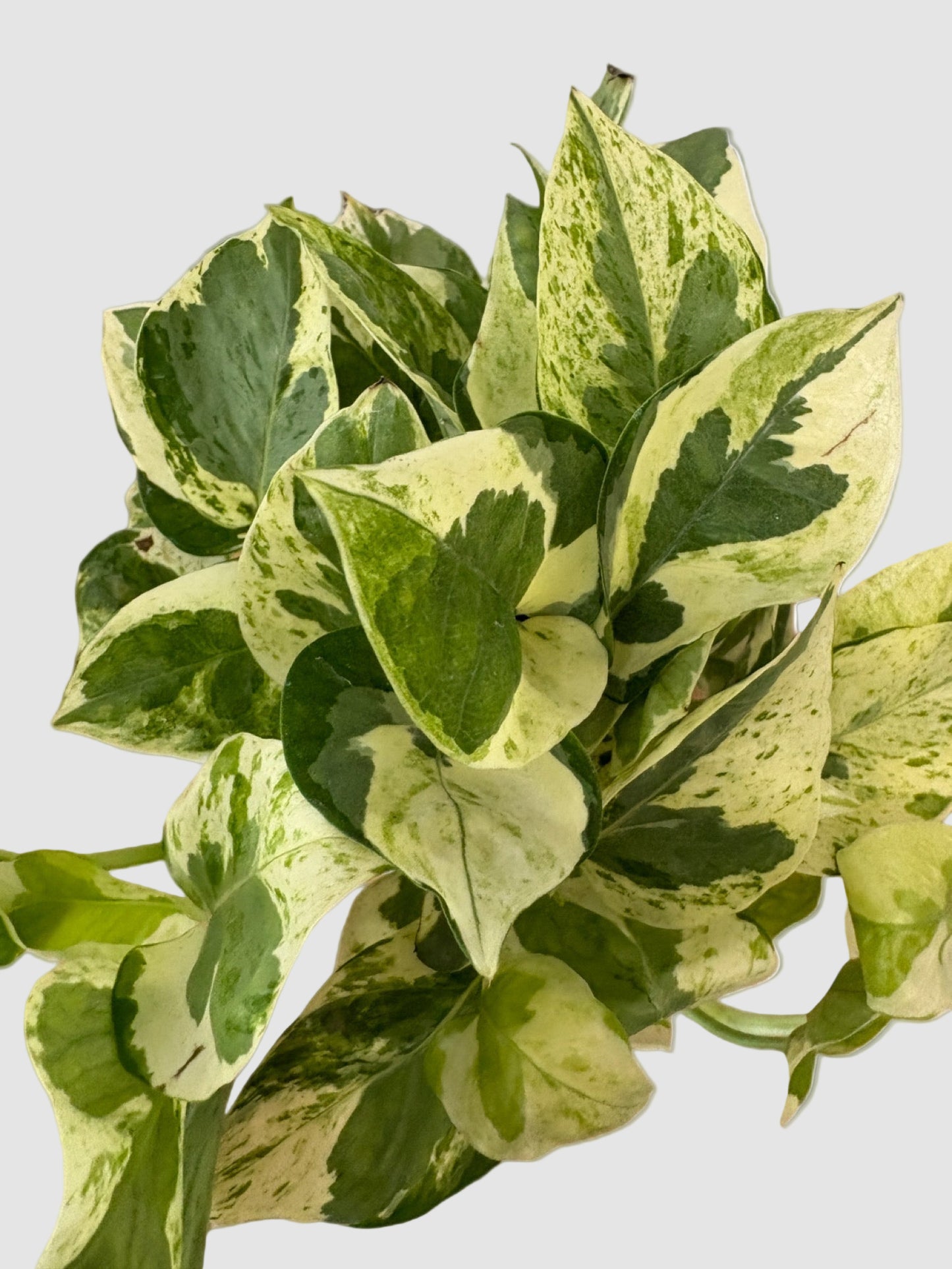 Pothos N' Joy