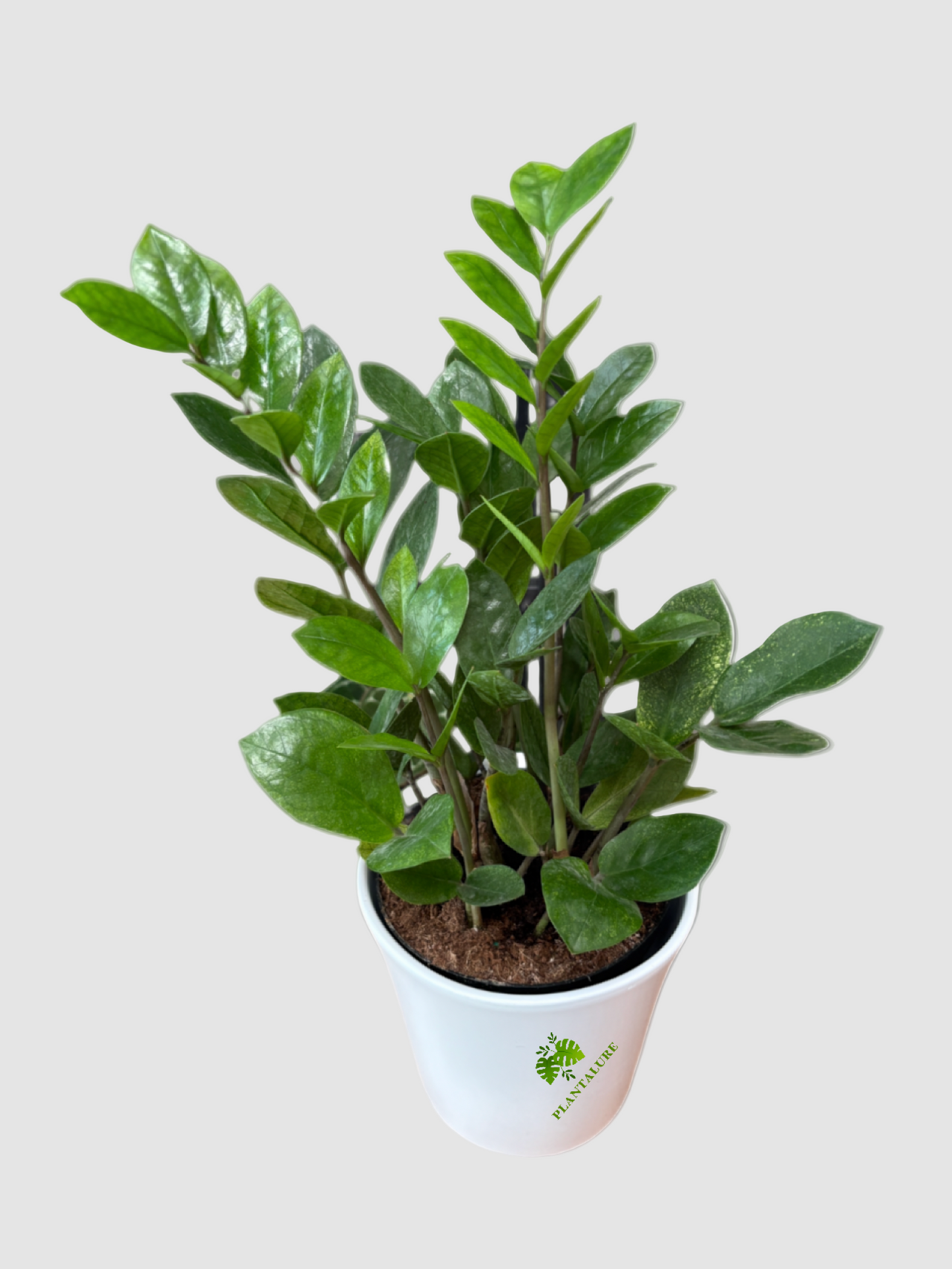 ZZ Chameleon – Rare Variegated Zamioculcas Plant