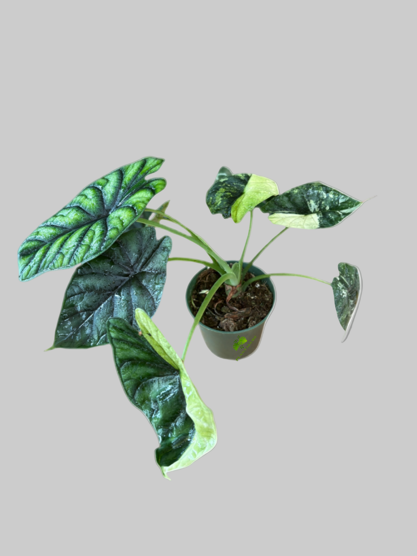 Alocasia Dragon Scale Albo
