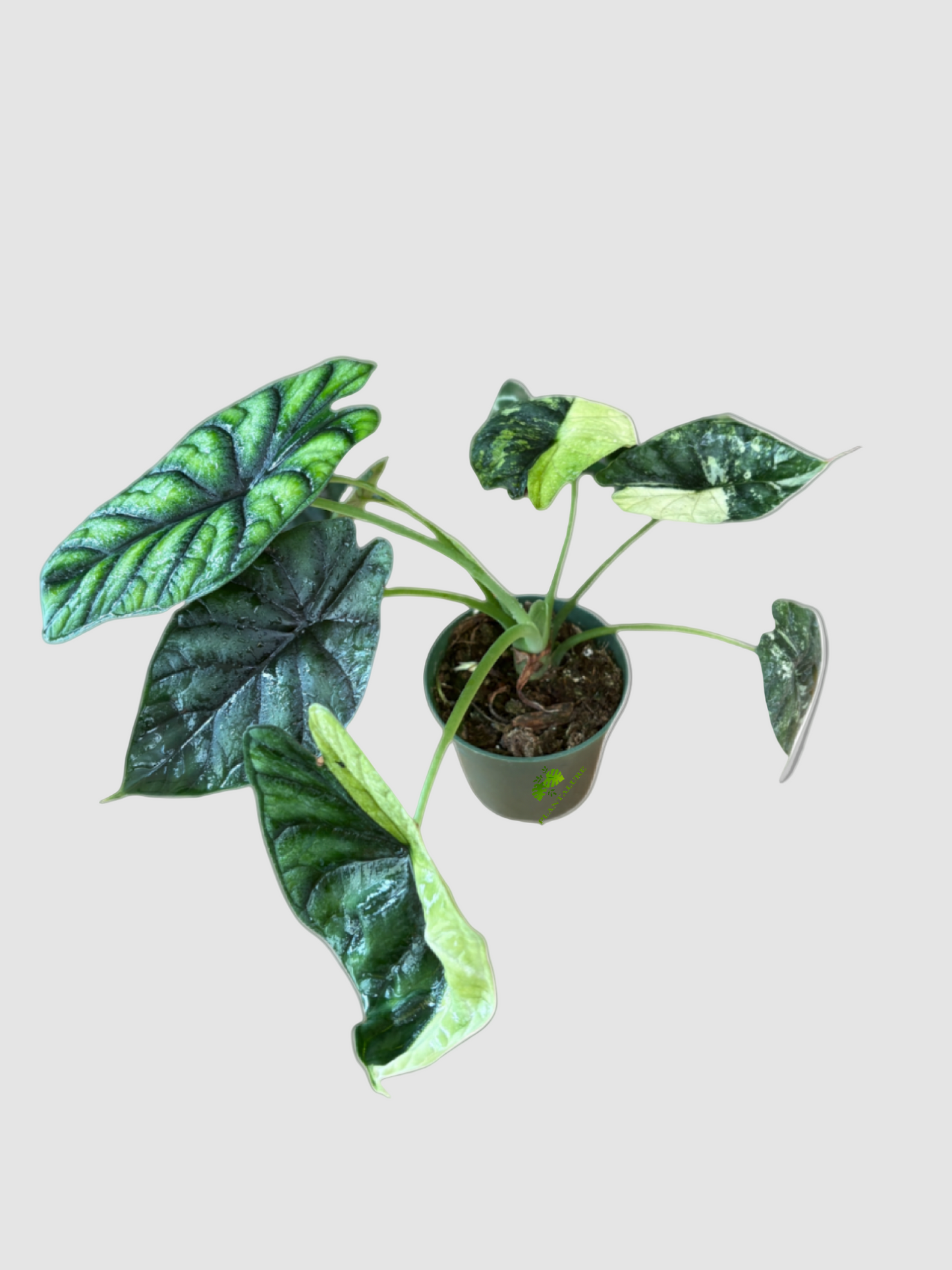 Alocasia Dragon Scale Albo Variegata – Rare Variegated Indoor Plant