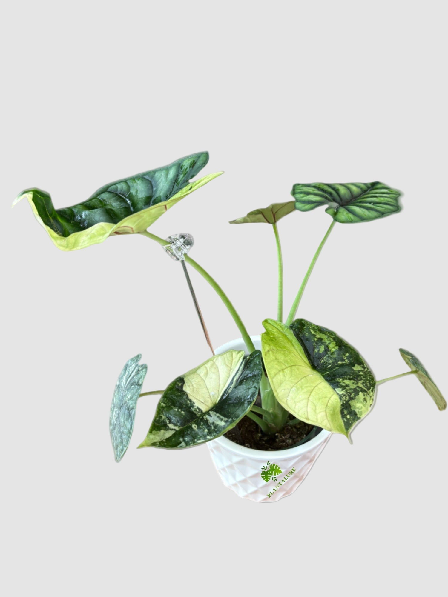 Alocasia Dragon Scale Albo Variegata Canada