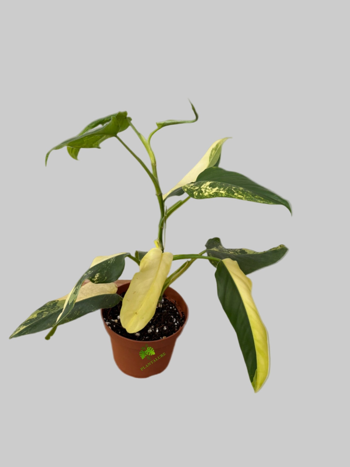 Philodendron Domesticum Variegated