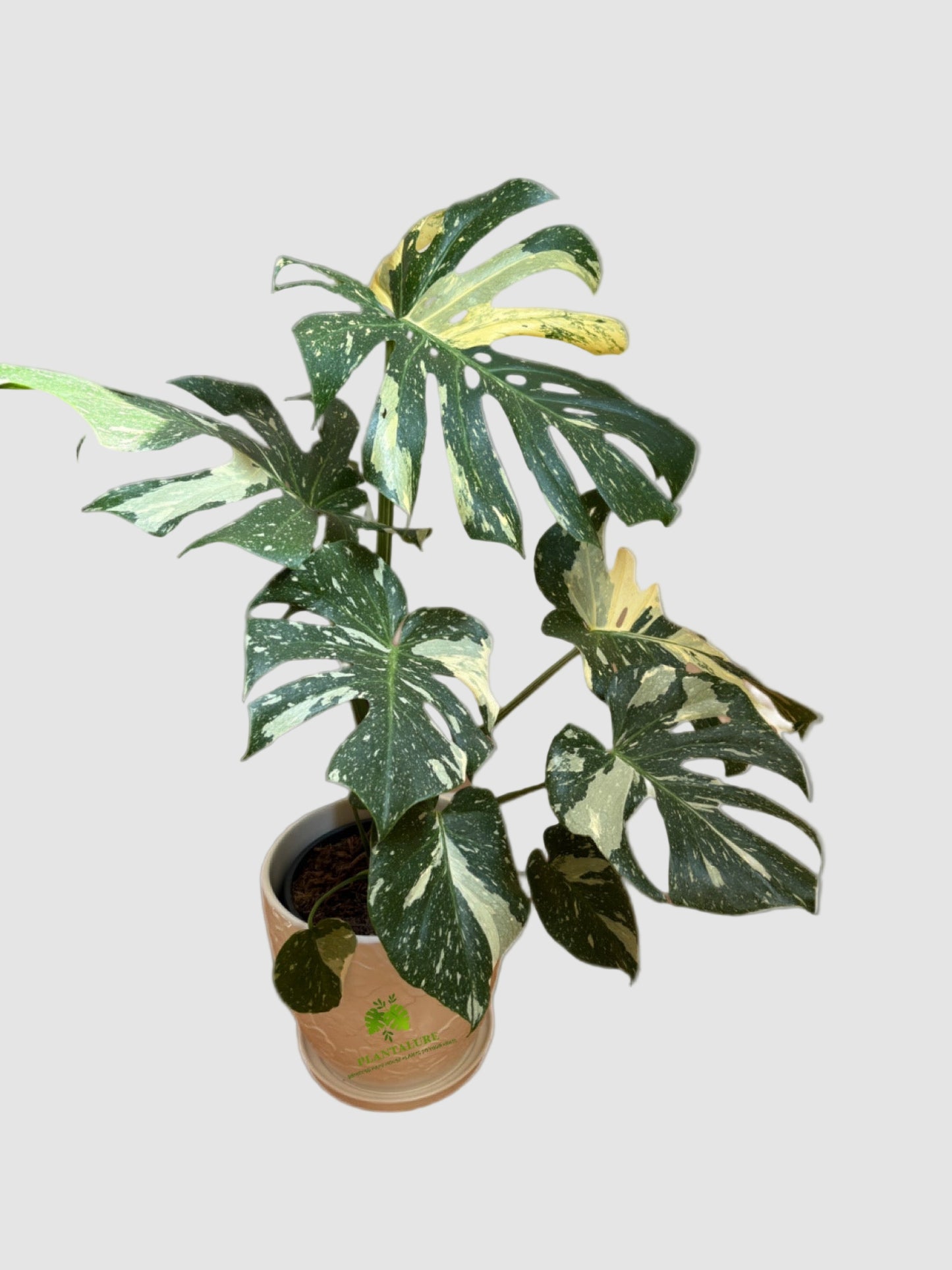 Monstera Thai Constellation Variegata – Rare Collector Plant