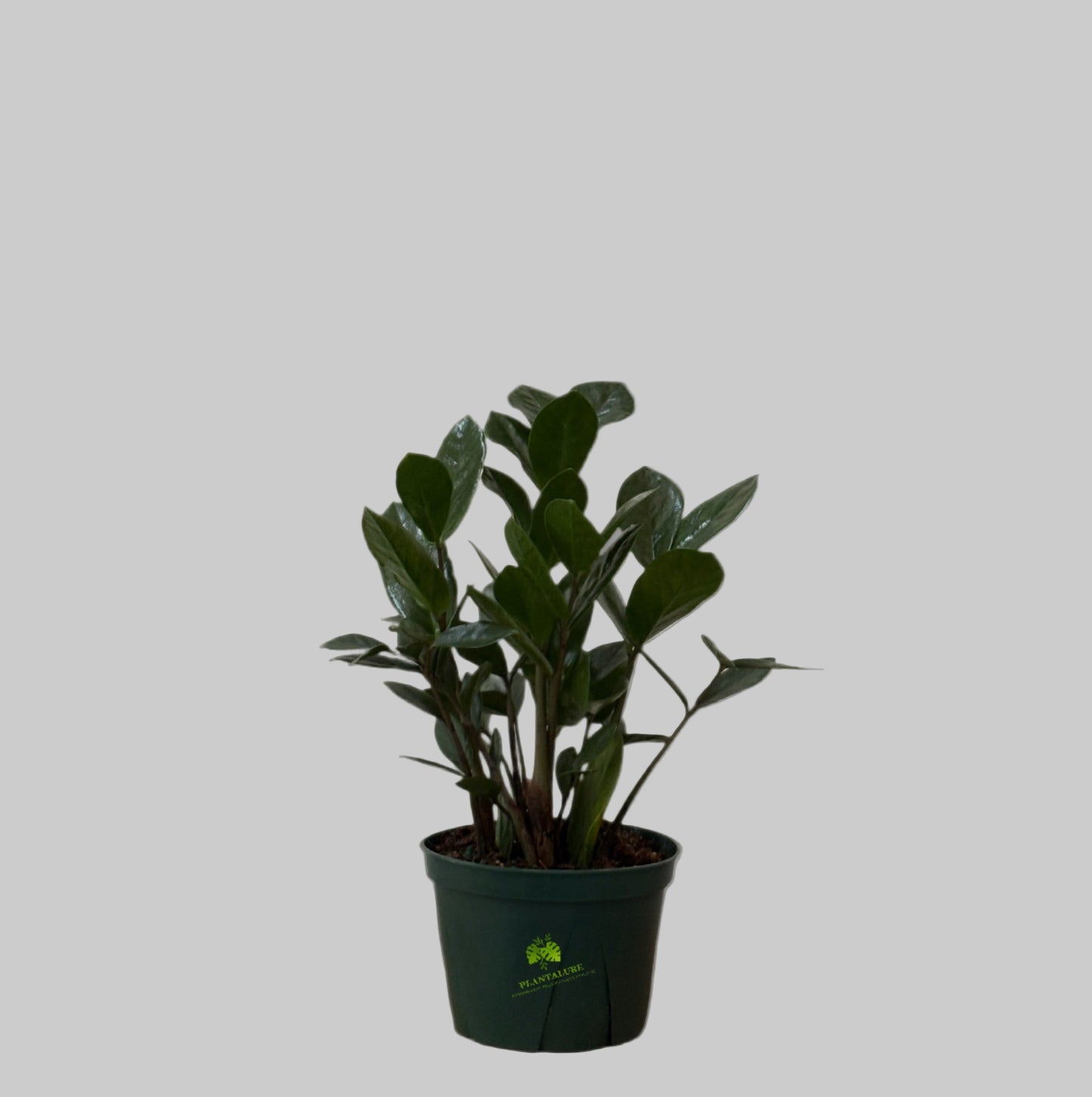 ZZ Plant (Zamioculcas Zamiifolia)