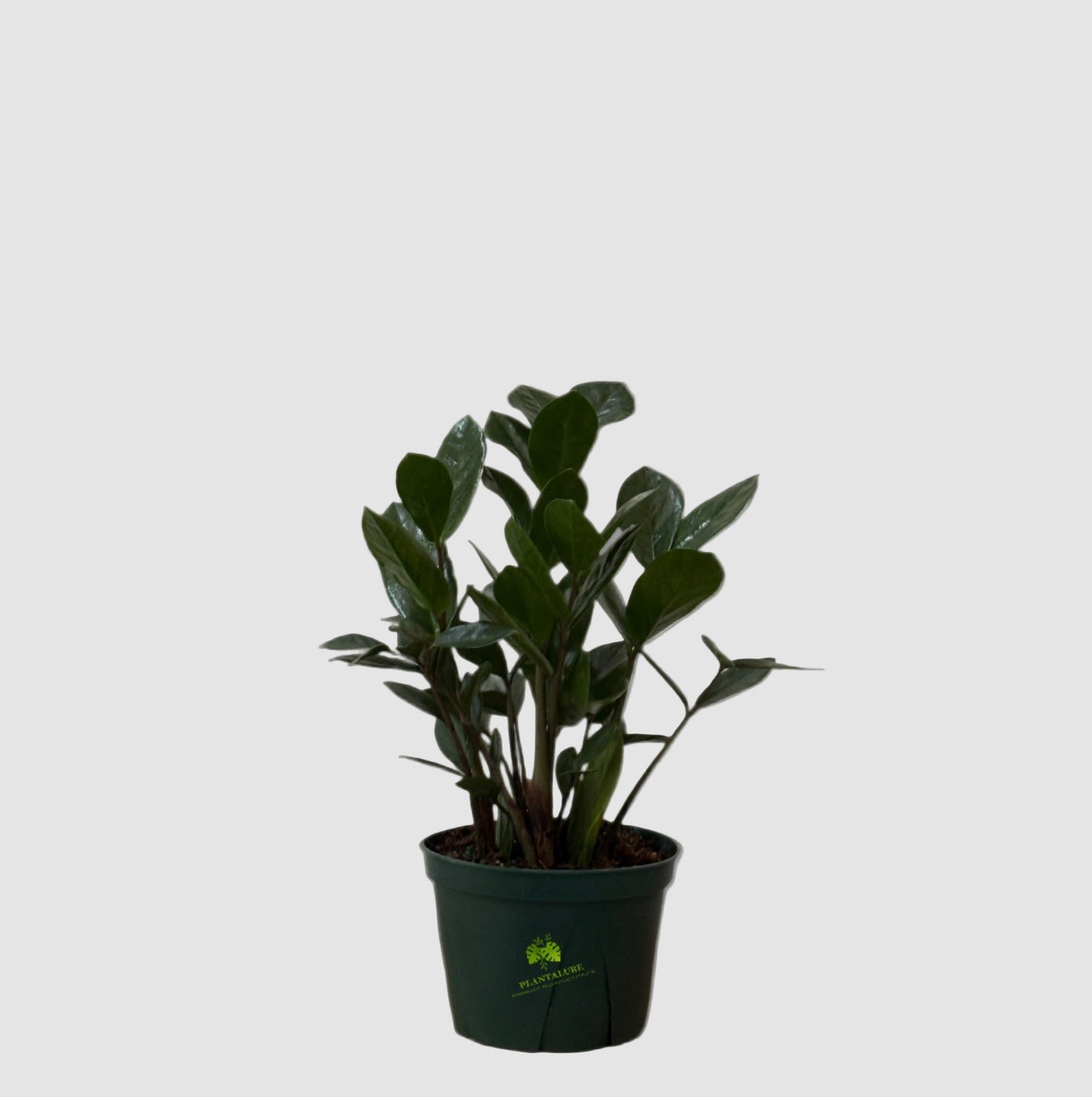 ZZ Plant (Zamioculcas zamiifolia) – Easy Care Indoor Plant