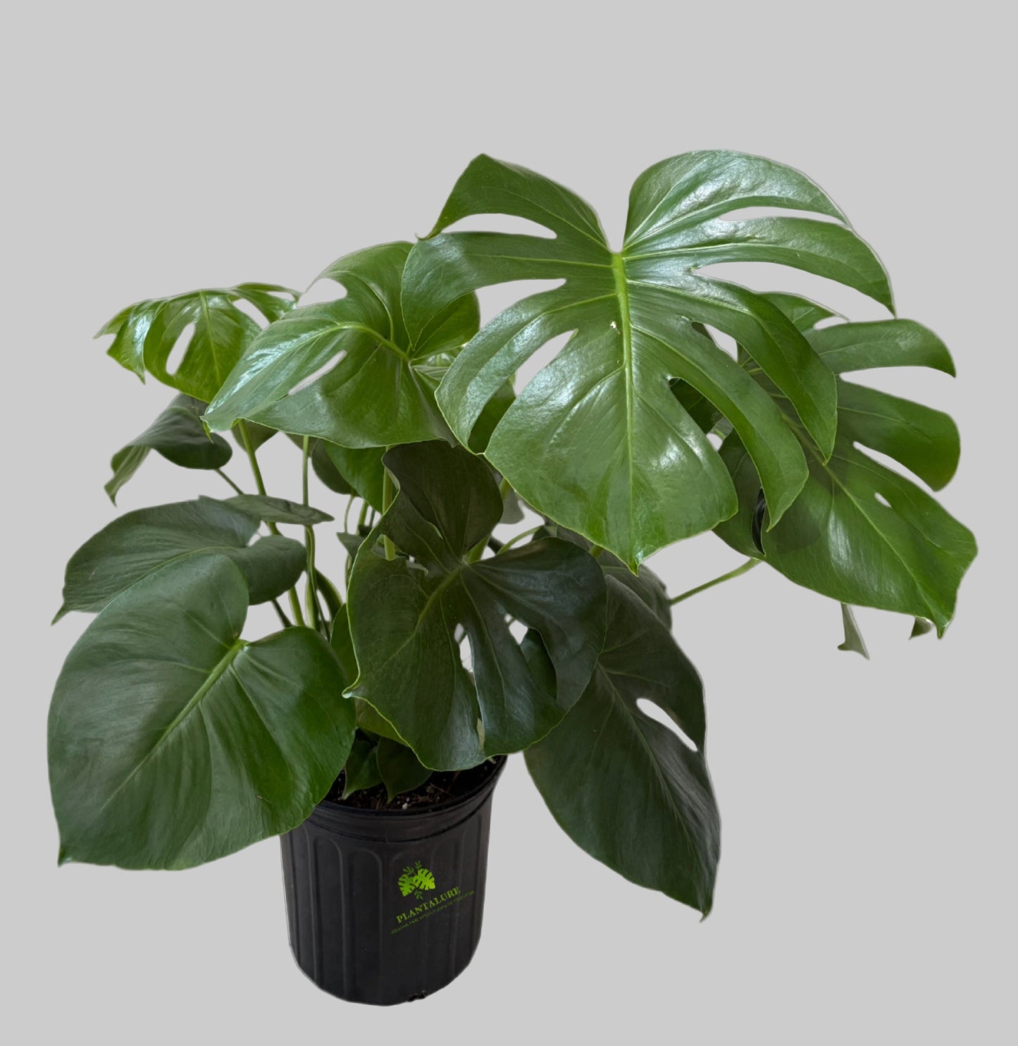 Monstera Deliciosa