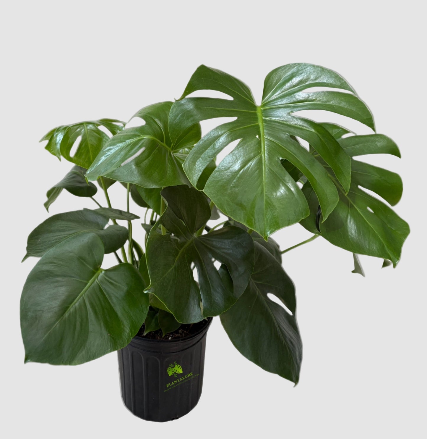 Monstera Deliciosa – Classic Swiss Cheese Plant