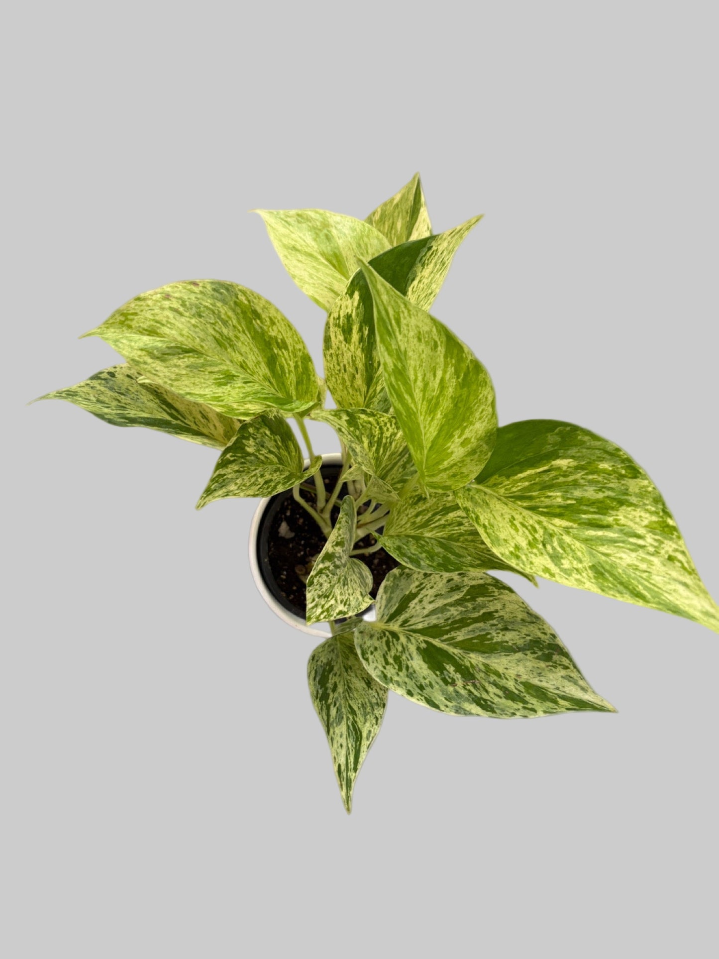Pothos Marble Queen