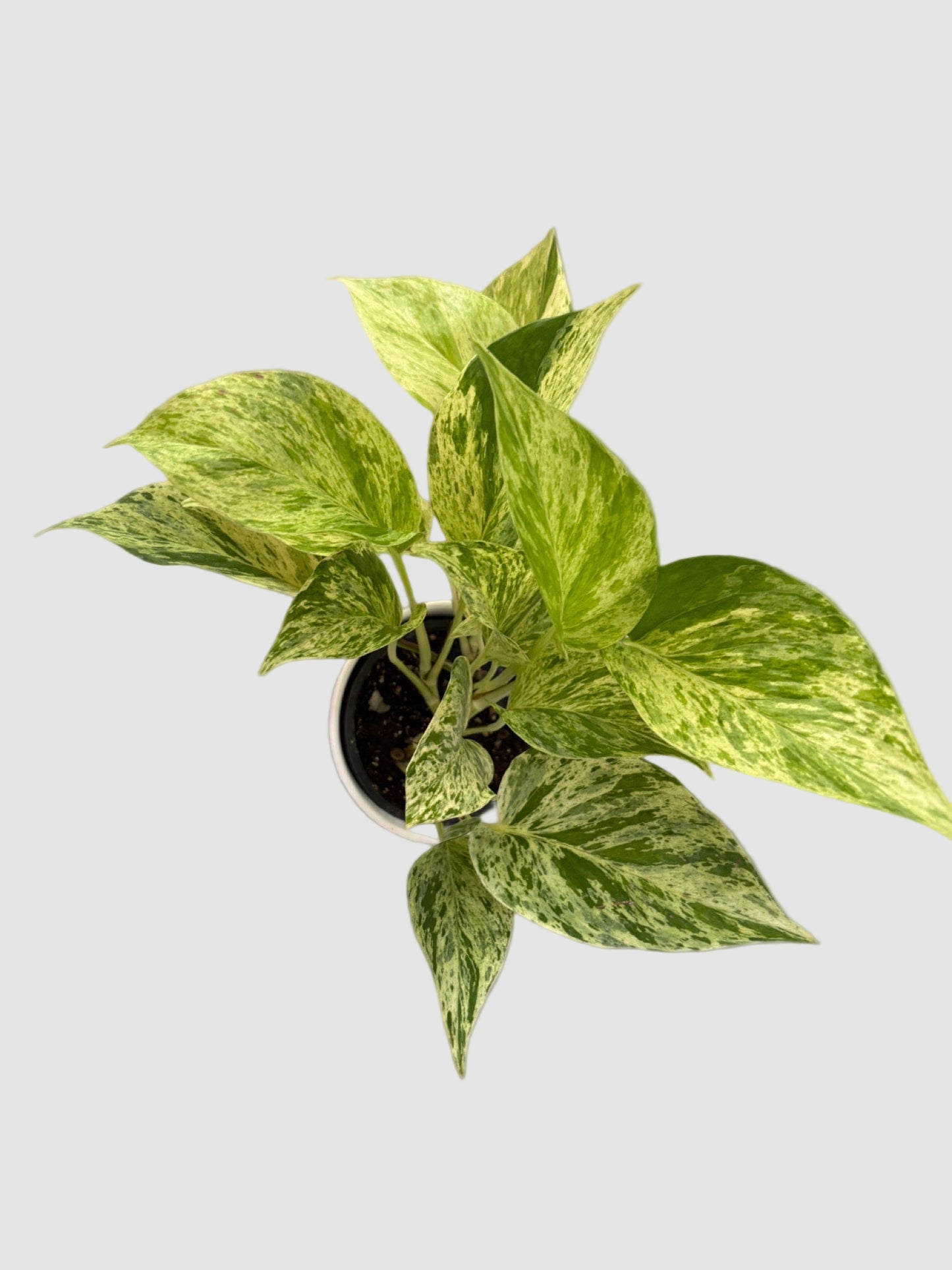 Pothos Marble Queen
