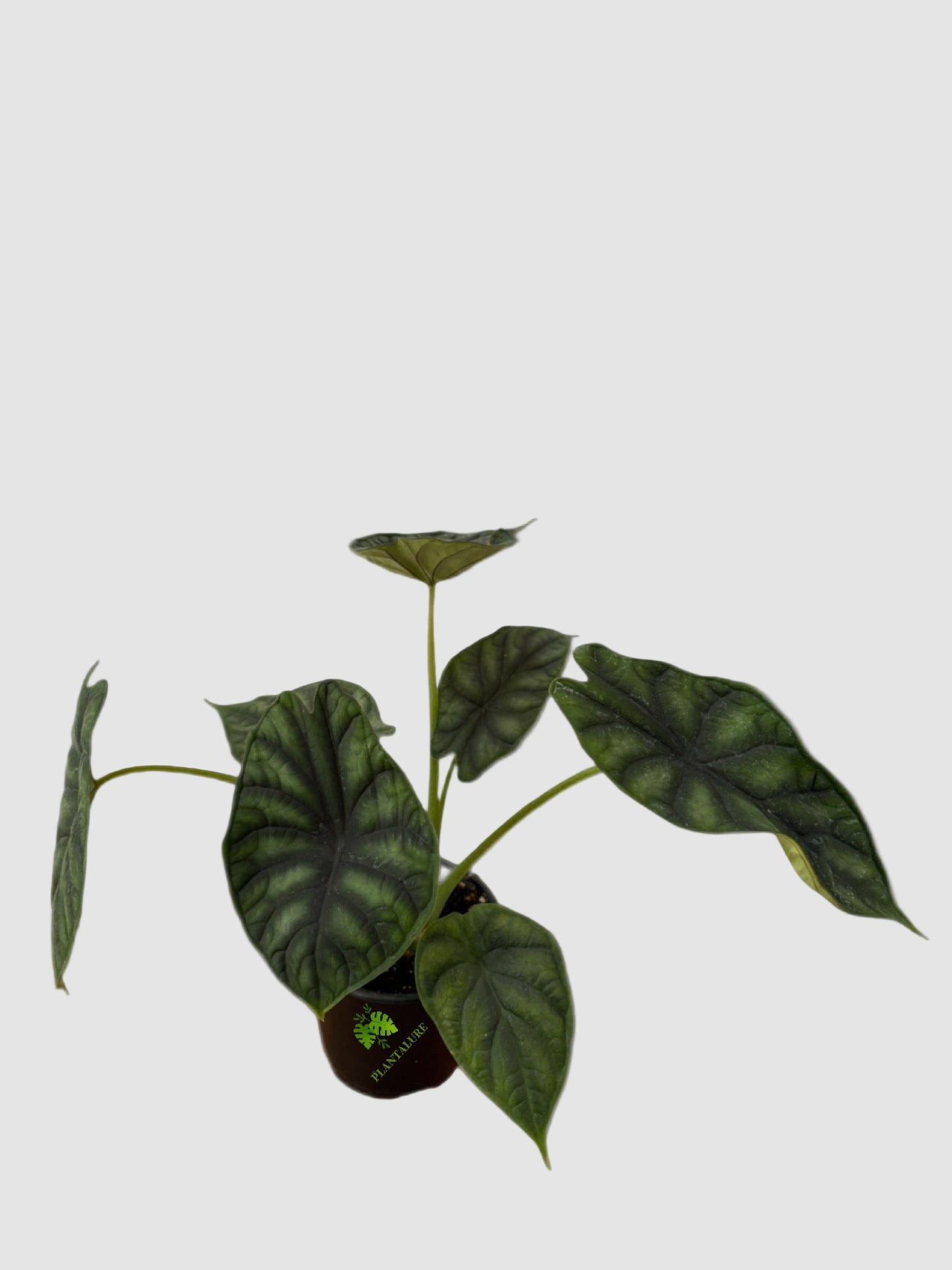 Alocasia Dragon Scale – Textured Green Collector Plant
