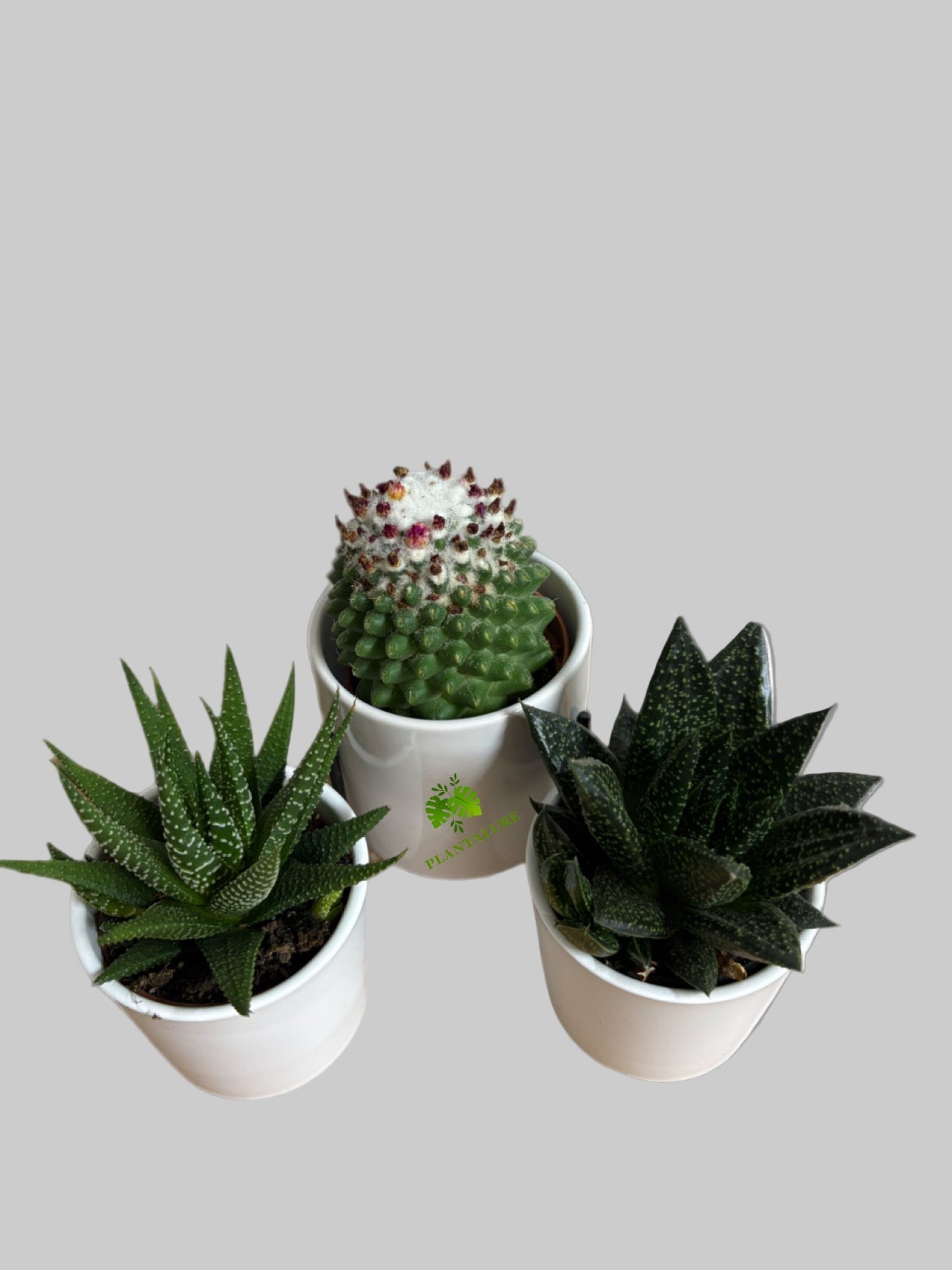 Cactus & Succulent Trio – Mixed Varieties
