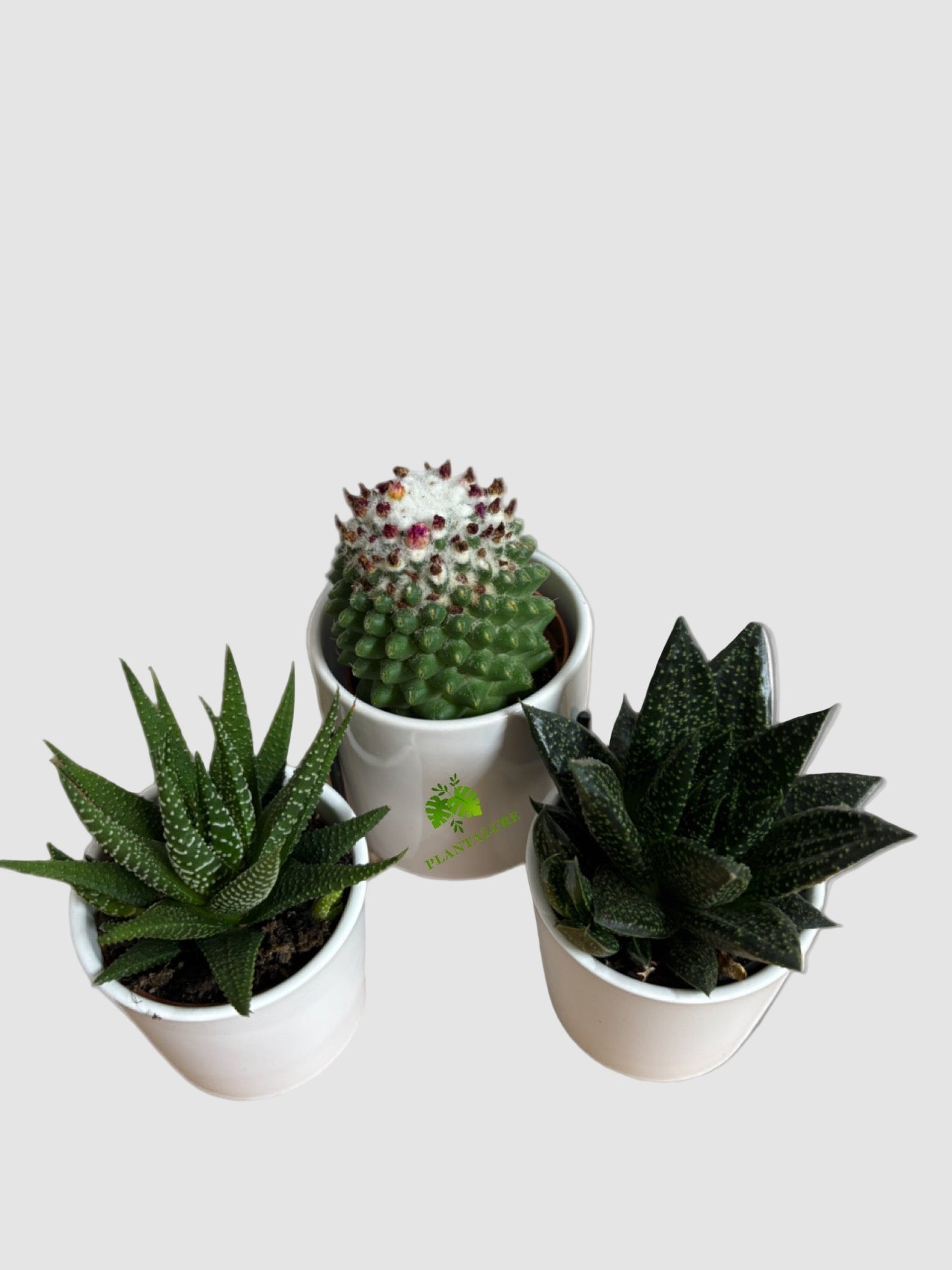 Cactus & Succulent Trio – Mixed Varieties