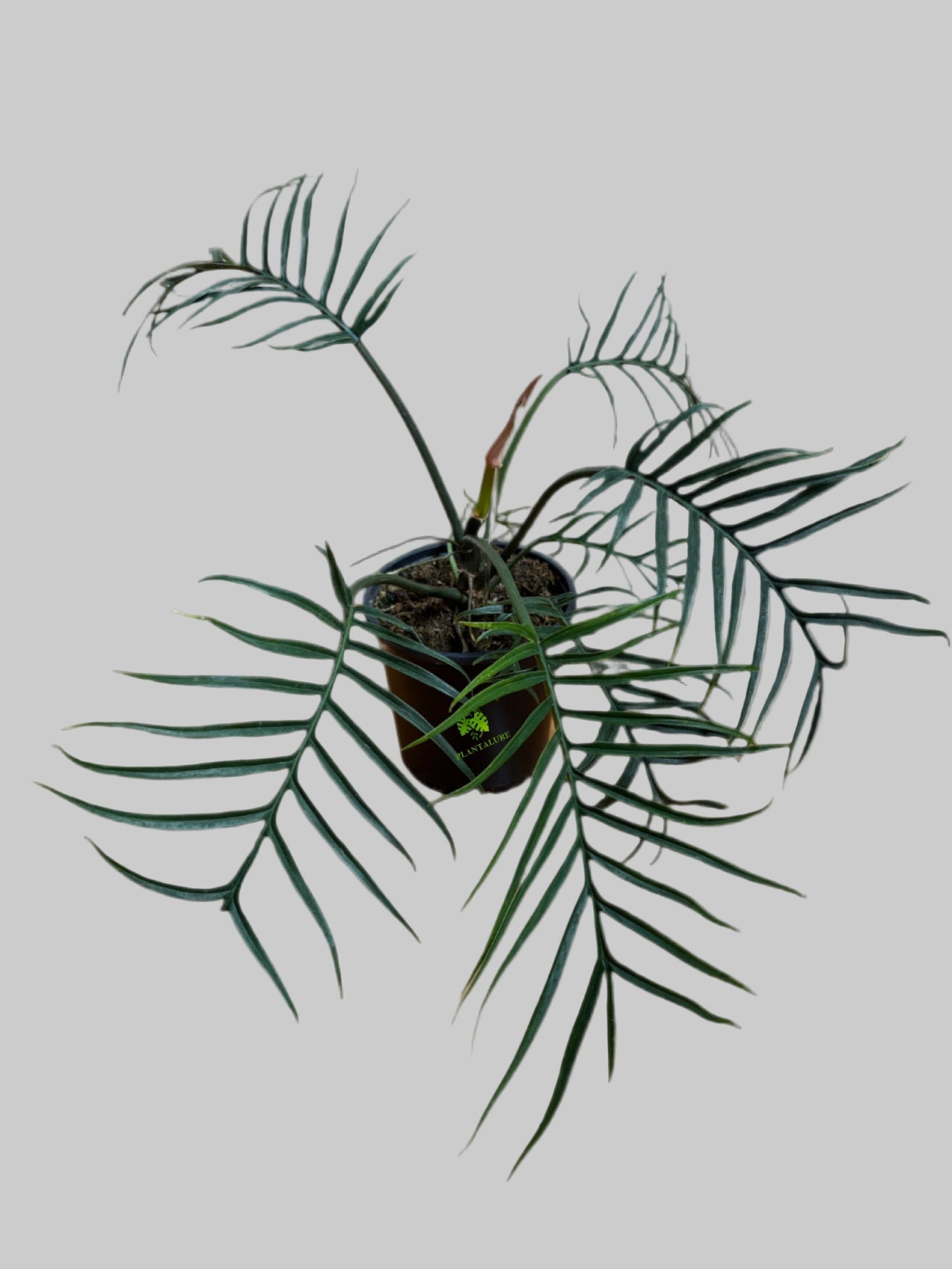 Philodendron Twisted Sister