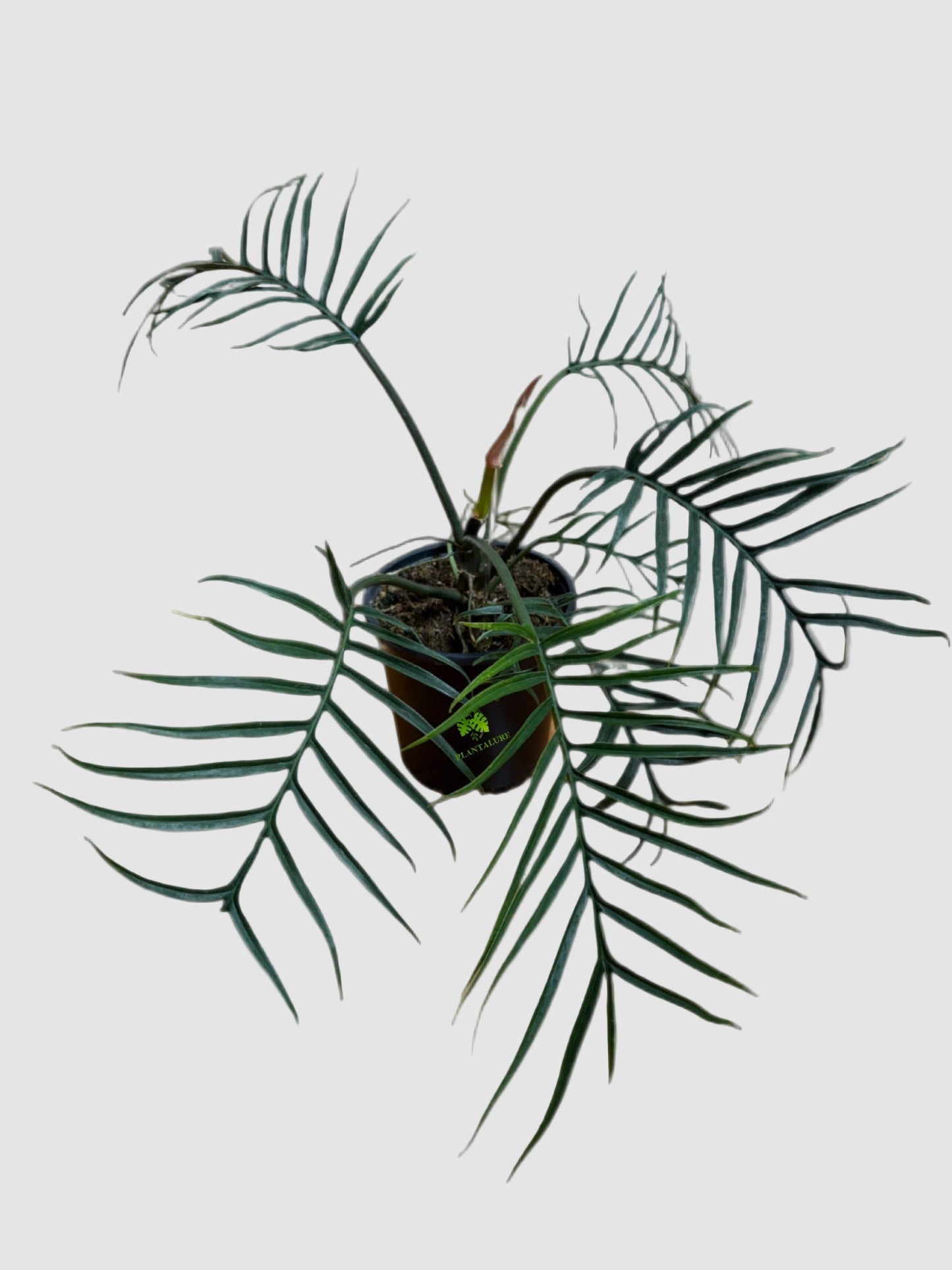 Philodendron Twisted Sister