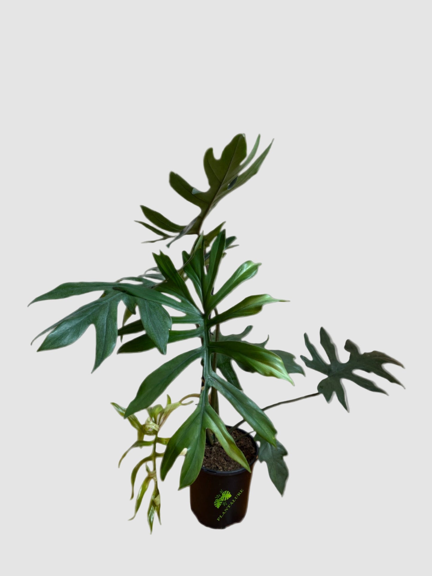 Philodendron Mayoi – Rare Tropical Collector Plant