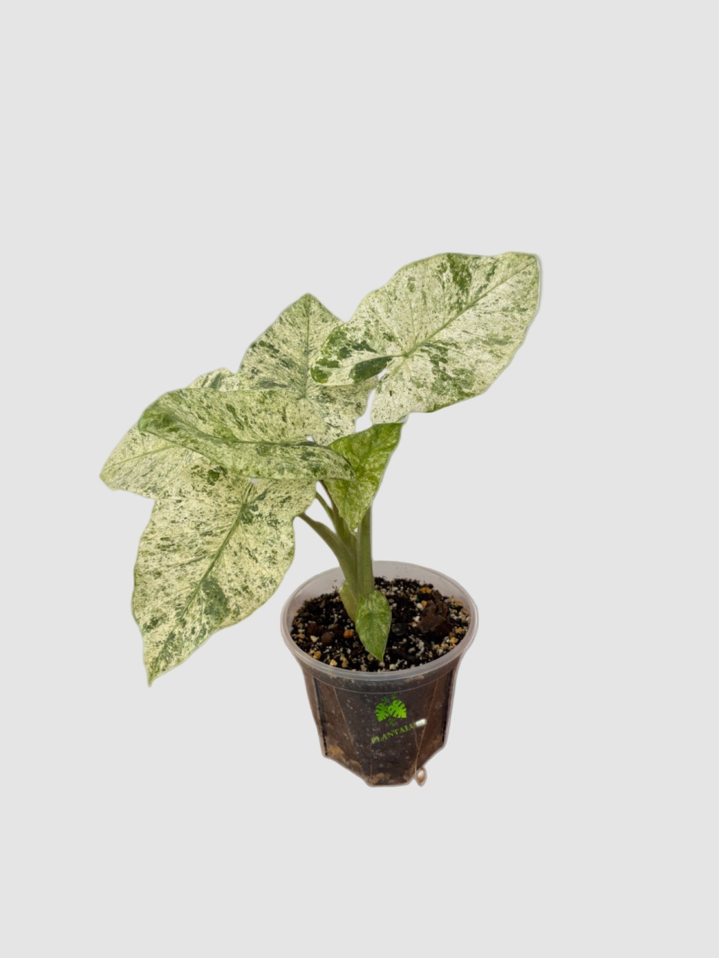 Alocasia Macrorrhiza Camouflage Variegated – Rare Collector Plant