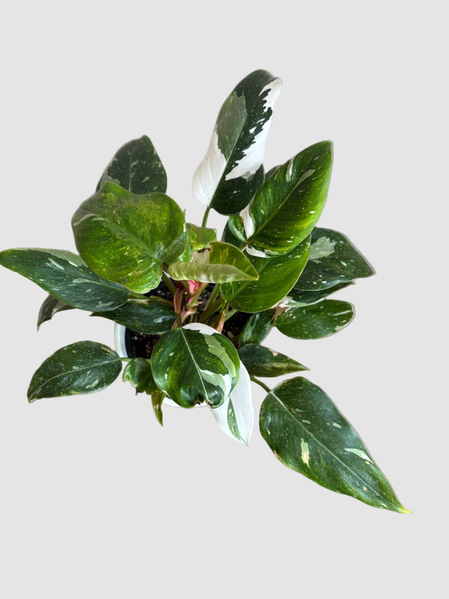 Philodendron White Princess – Rare Variegated Collector Plant