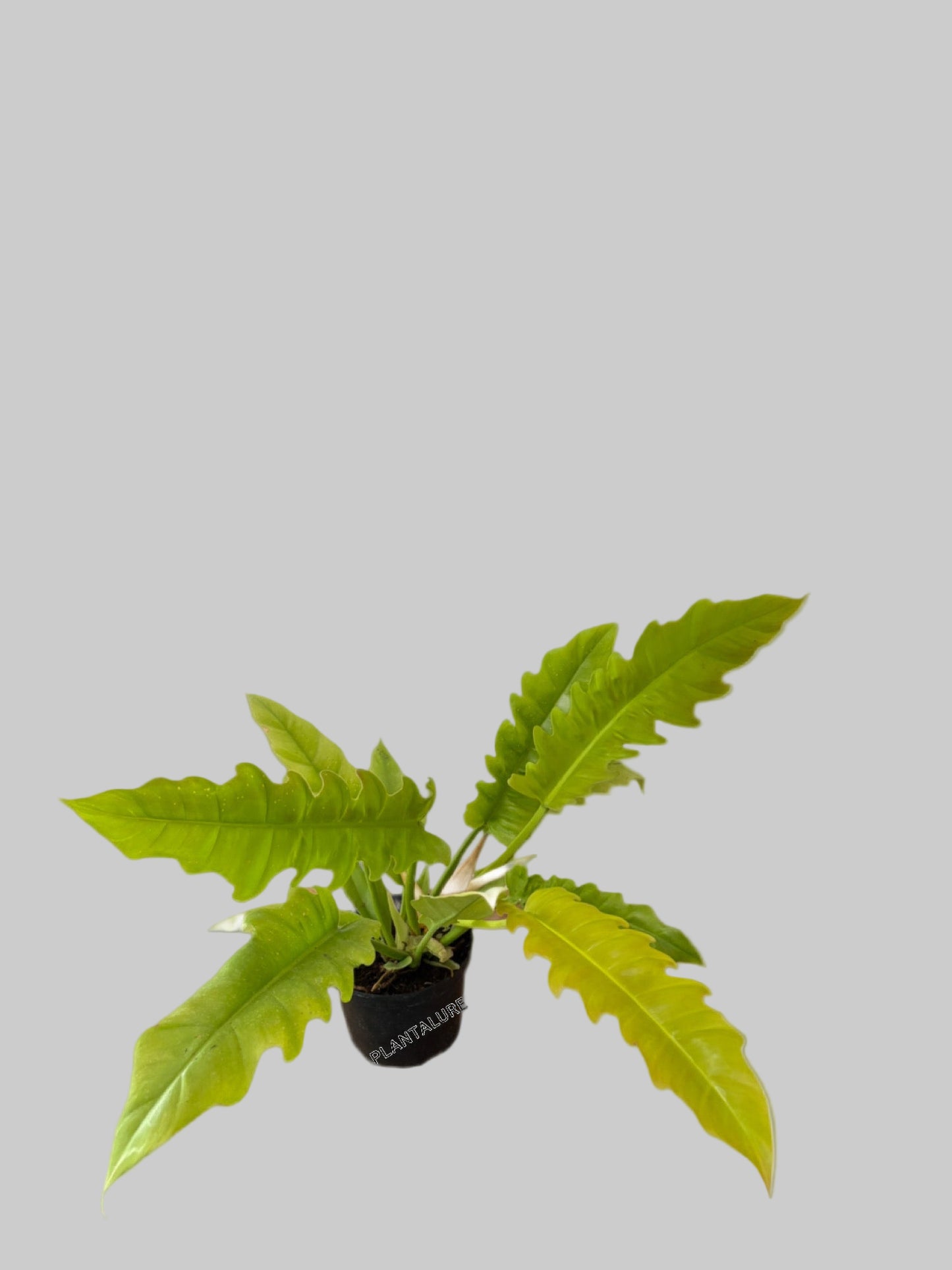 Philodendron Golden Crocodile