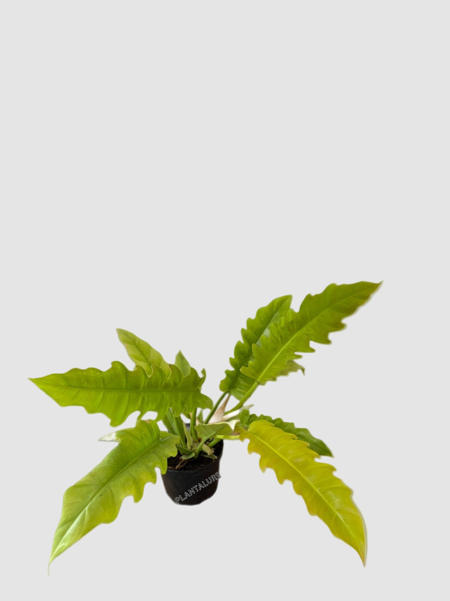 Philodendron Golden Crocodile – Rare Textured Collector Plant