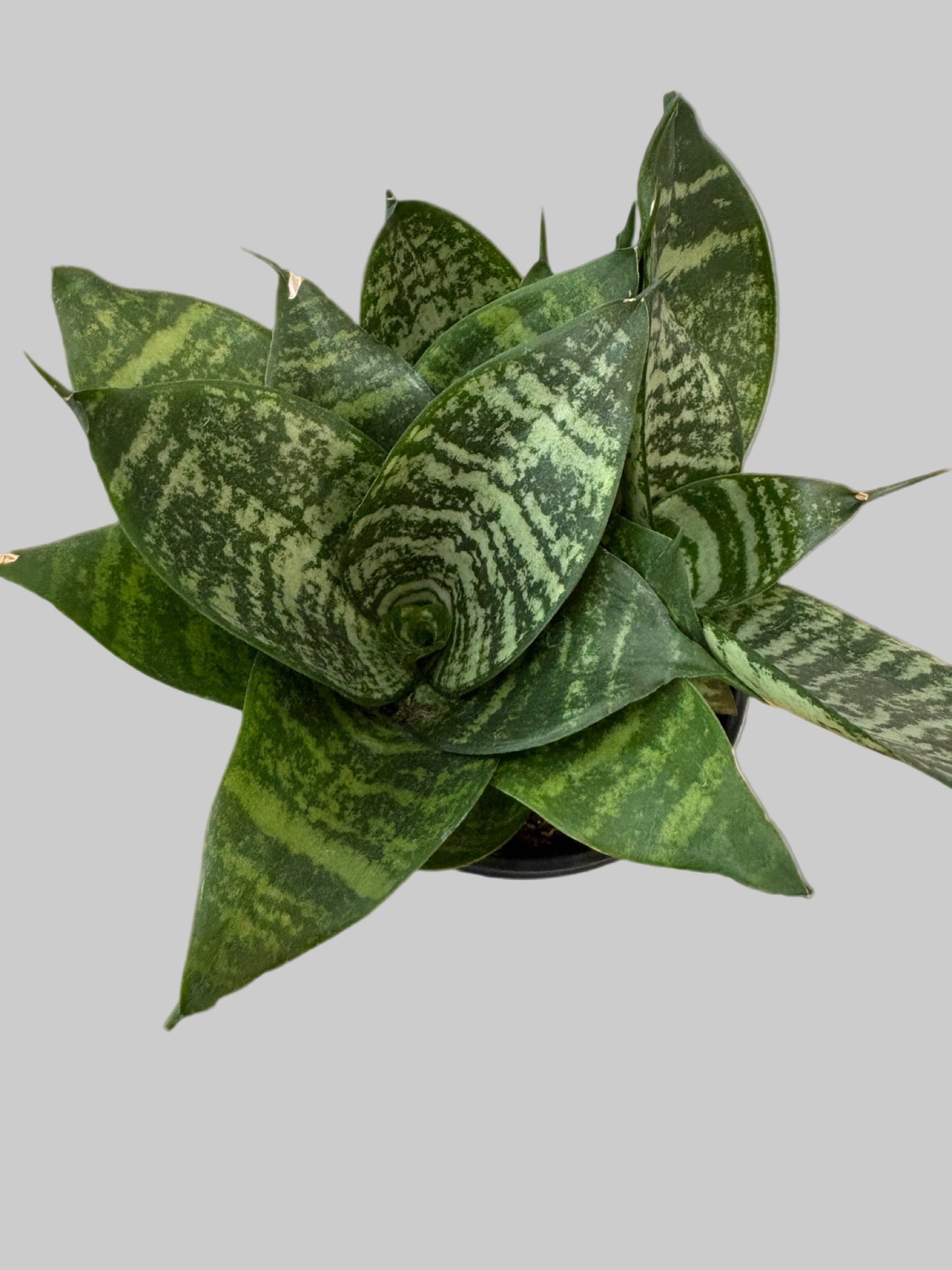 Sansevieria ‘Bird’s Nest’