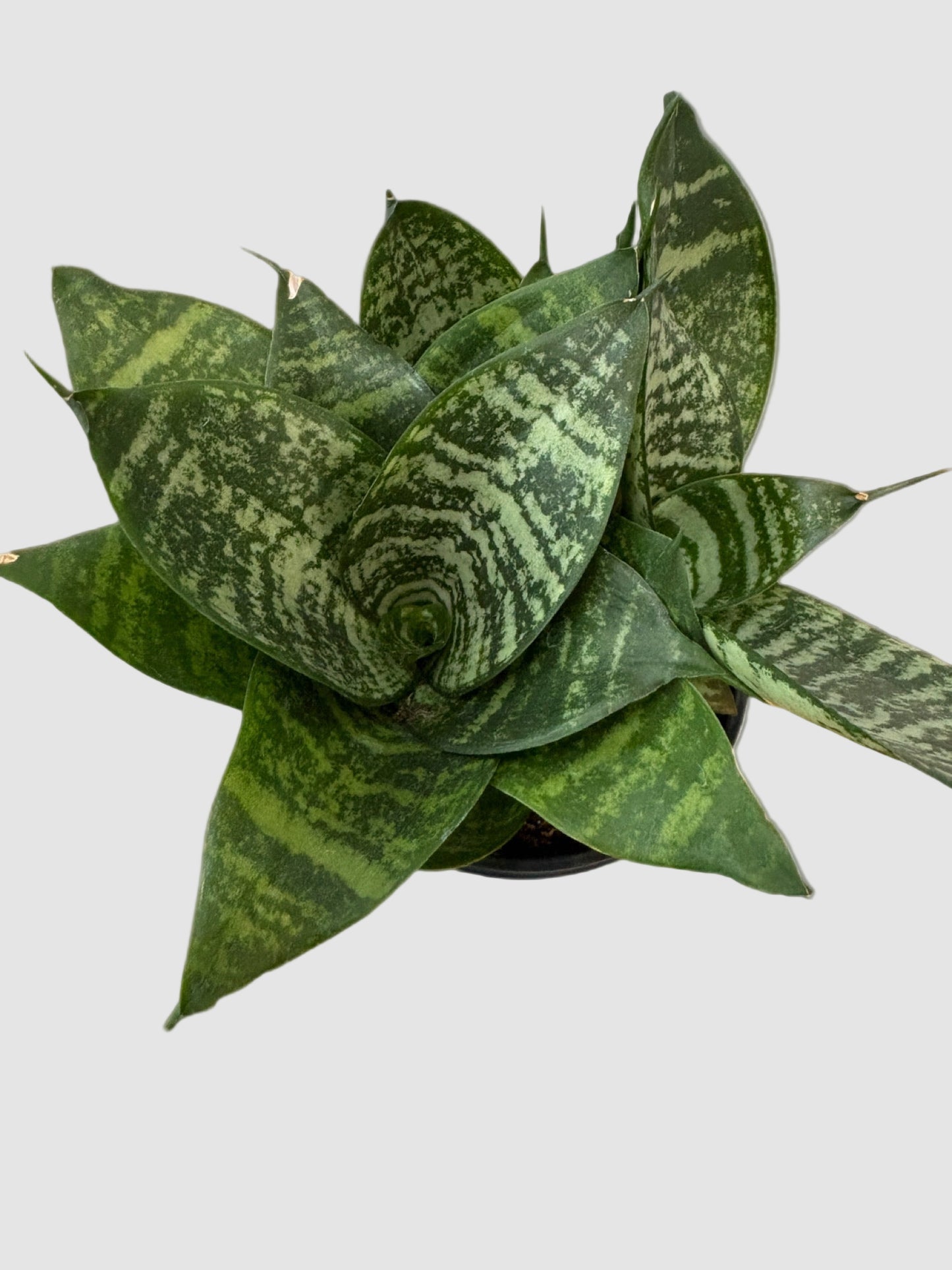 Sansevieria ‘Bird’s Nest’