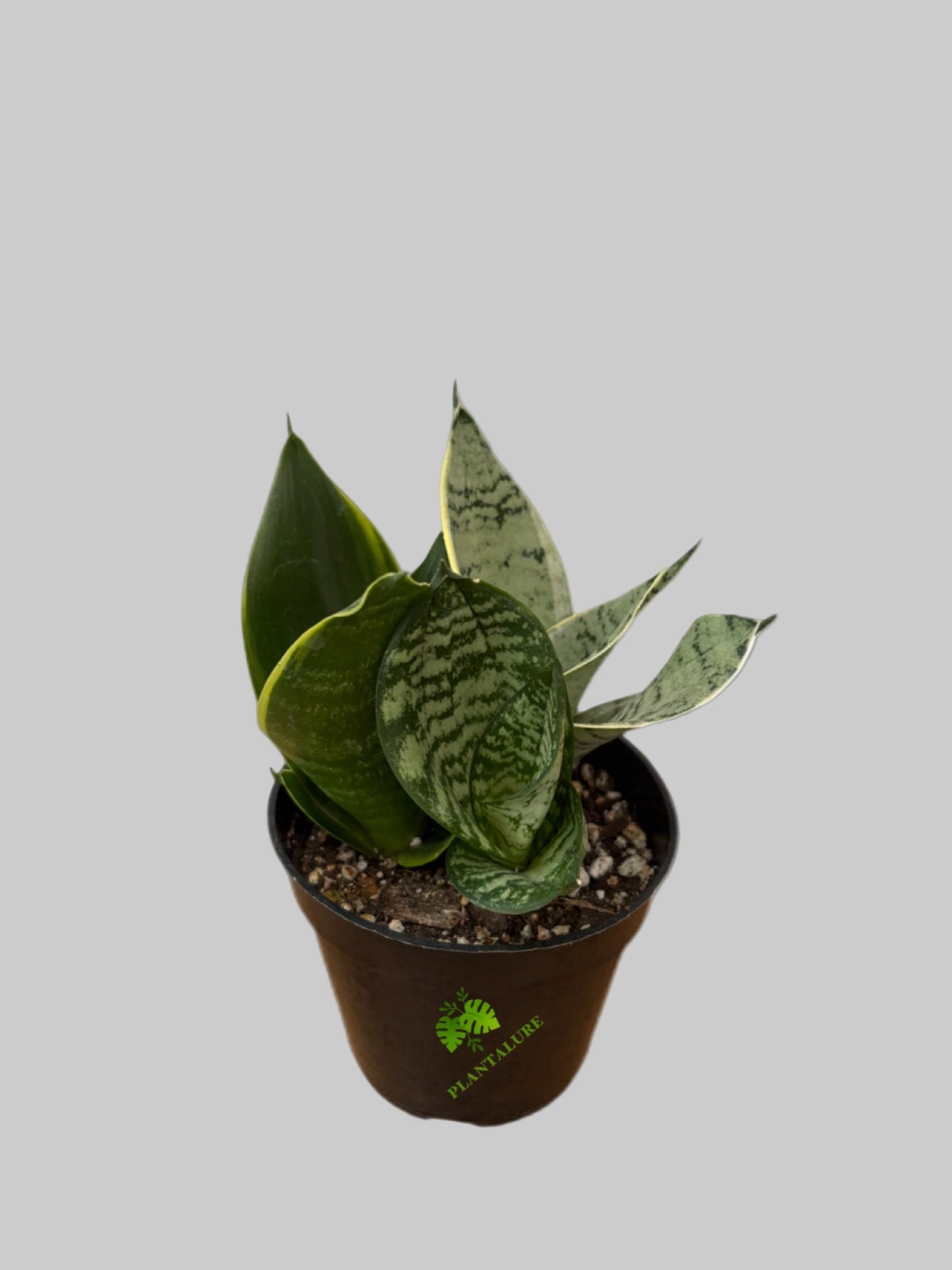 Sansevieria Trio – Mixed Varieties in One Pot