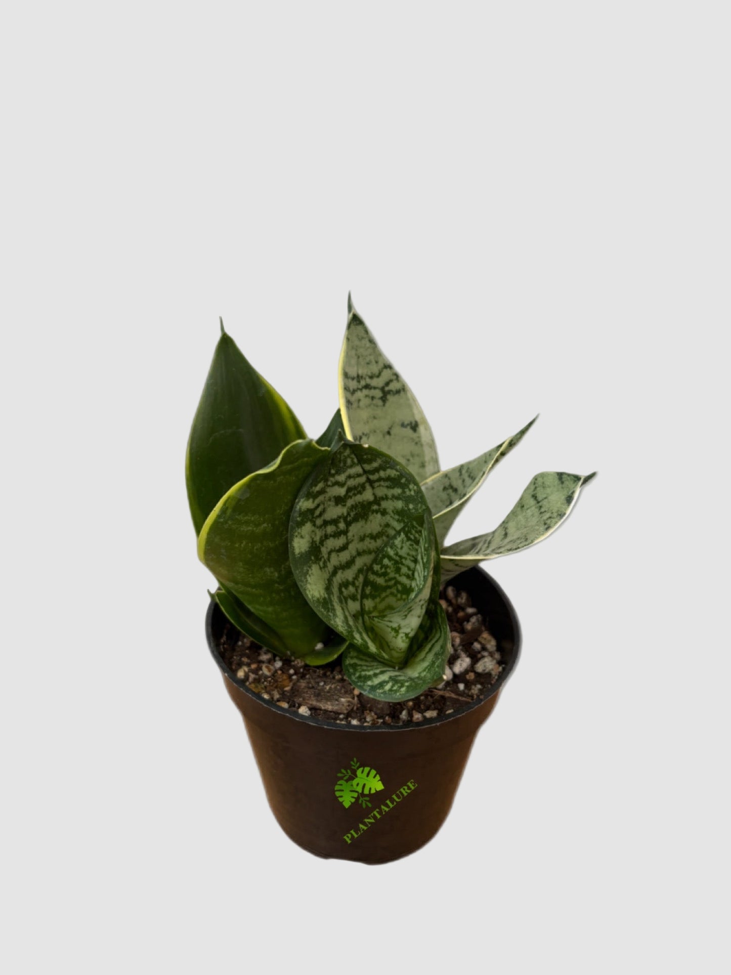 Sansevieria Trio – Mixed Varieties in One Pot
