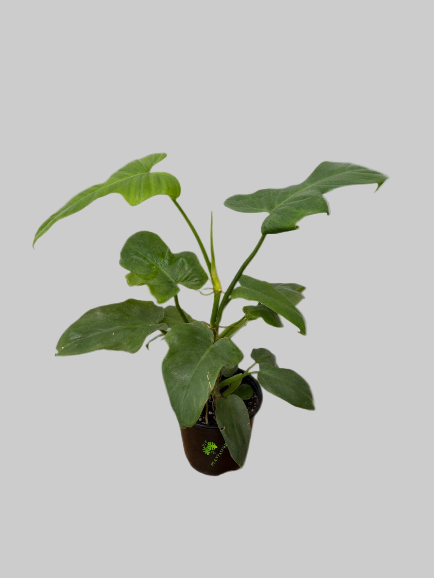 Philodendron Bipennifolium Aurea