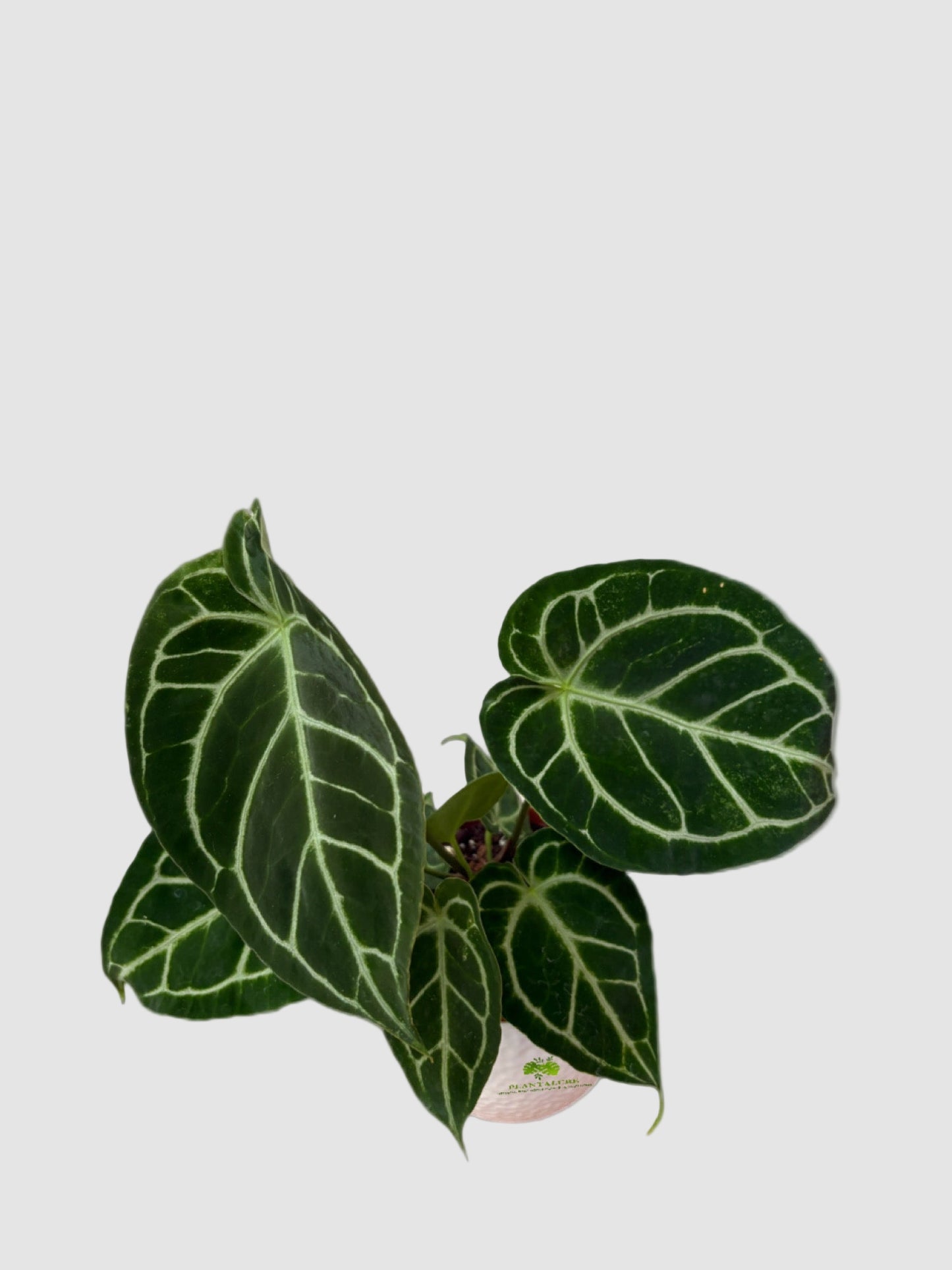 Anthurium Crystallinum Turtle – Rare Velvet Collector Plant