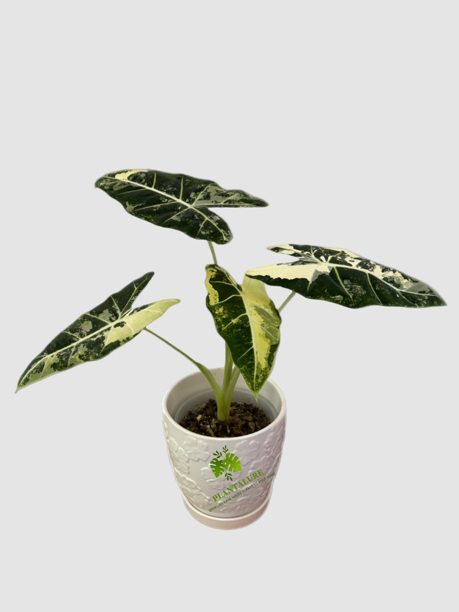 rare variegated house plants Alocasia Frydek Variegated | Rare Variegated Alocasia