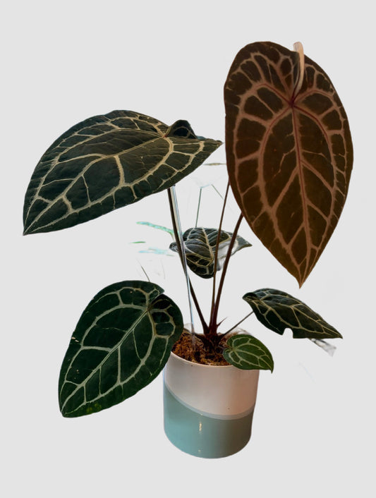 Anthurium Michelle Docblock – velvety dark green leaves with striking silver veins, grown in Canada by Plantalure
