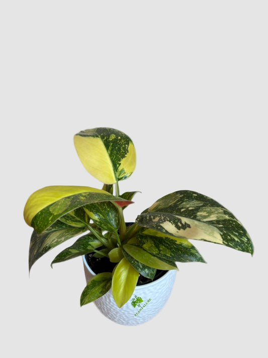 Philodendron Green Congo Nuclear Variegated in ceramic pot – bold yellow and green variegated foliage, grown in Canada by Plantalure