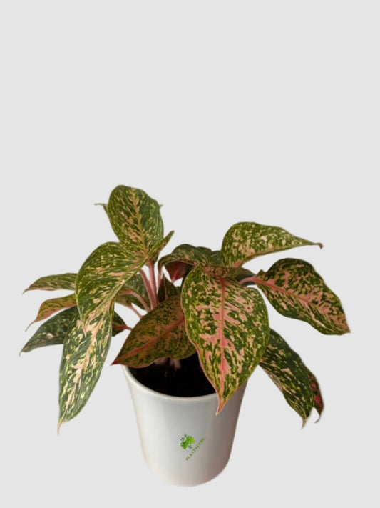 Aglaonema Chanel in ceramic pot – vivid pink and cream variegated foliage on deep green leaves, grown in Canada by Plantalure