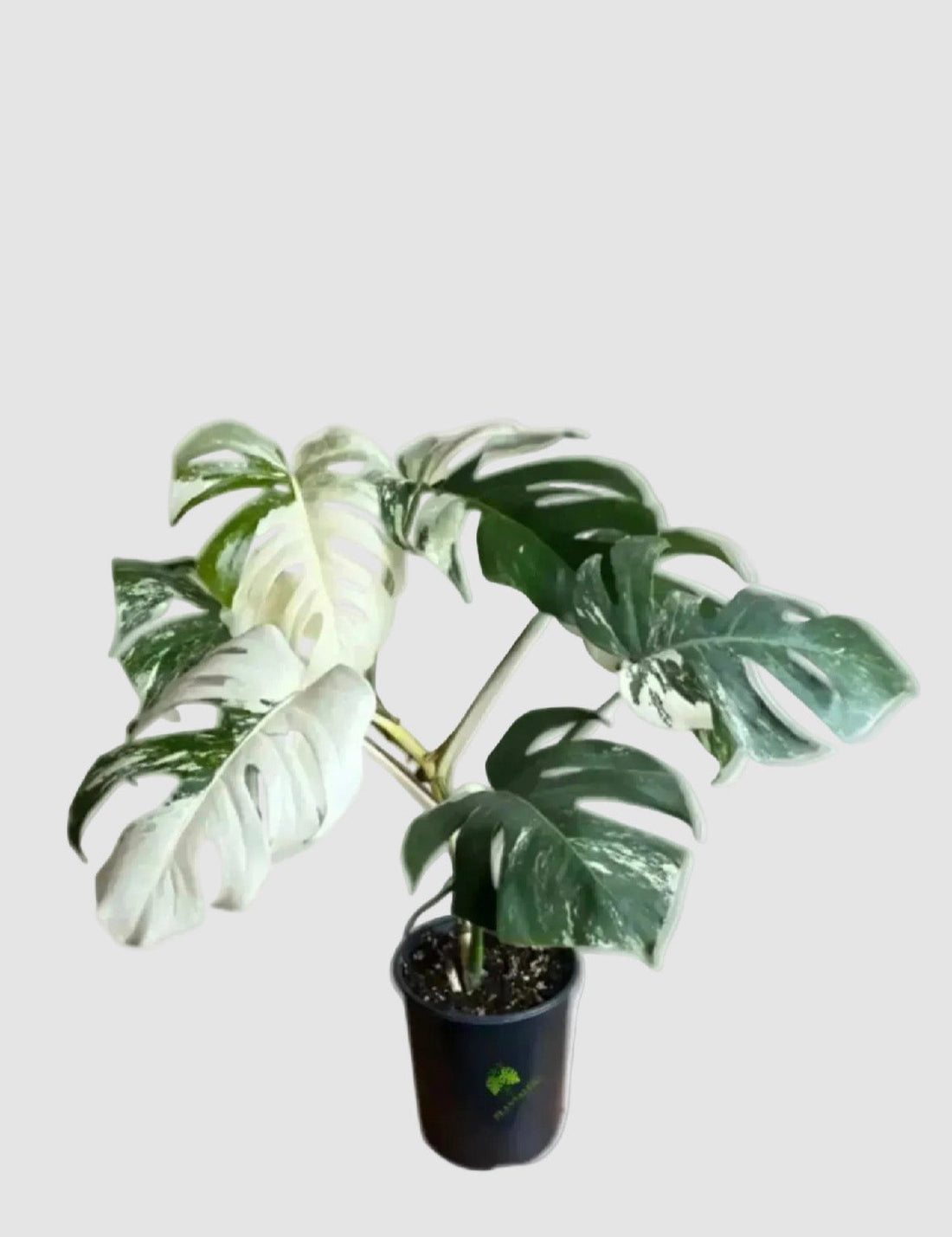 Monstera Albo Variegata in 8" nursery pot – bold white and green variegated split leaves, grown in Canada by Plantalure