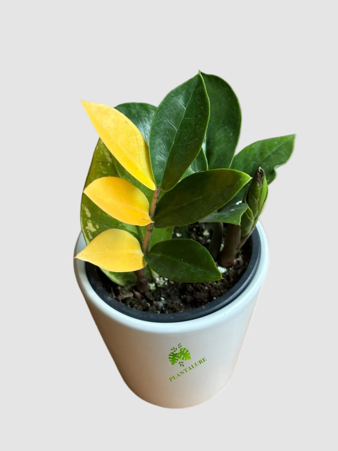 Variegated ZZ Plant in ceramic pot – glossy green and creamy white variegated foliage, grown in Canada by Plantalure