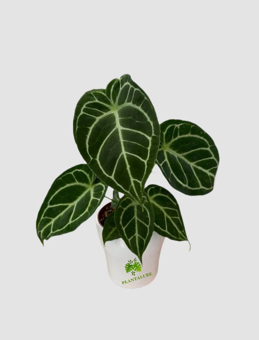 Anthurium Crystallinum Turtle in white ceramic pot – deep green velvety leaves with bold white veining, grown in Canada by Plantalure
