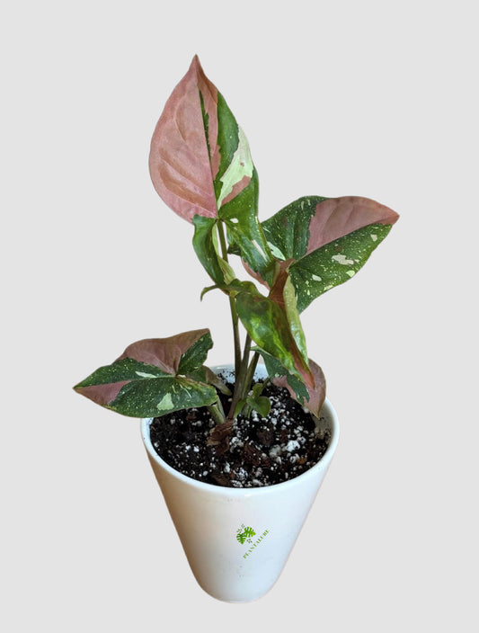 Syngonium Tricolor Red Spot in ceramic pot – pink, cream and red-spotted variegated foliage, grown in Canada by Plantalure