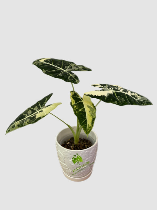 Alocasia Frydek in ceramic pot – dark green arrow-shaped leaves with bold white veining, grown in Canada by Plantalure