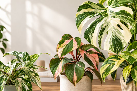 Variegated tropical houseplants with cream, green, and pink foliage, illustrating leaf colour patterns in collector plants.