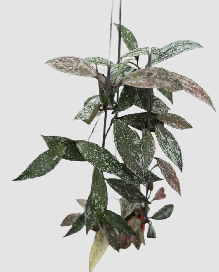 Hoya