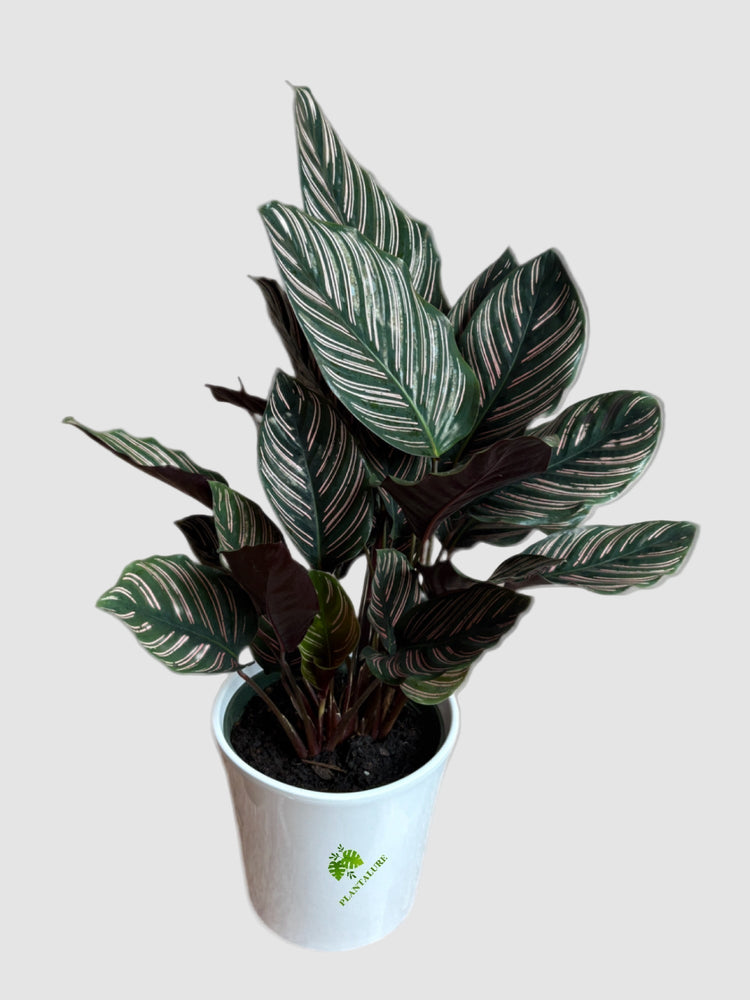 Calathea
