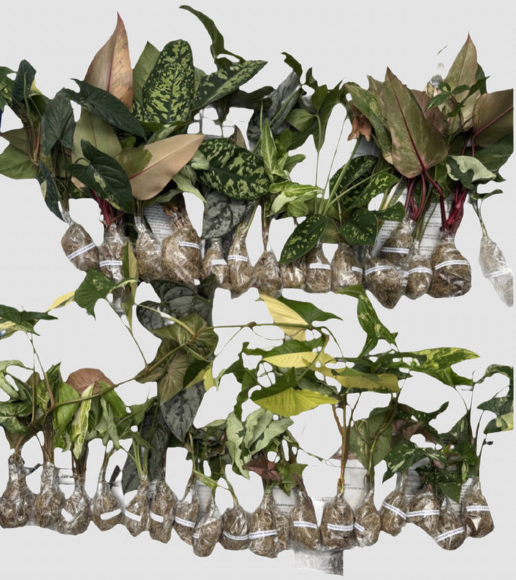 Our Plant & Acclimation Process