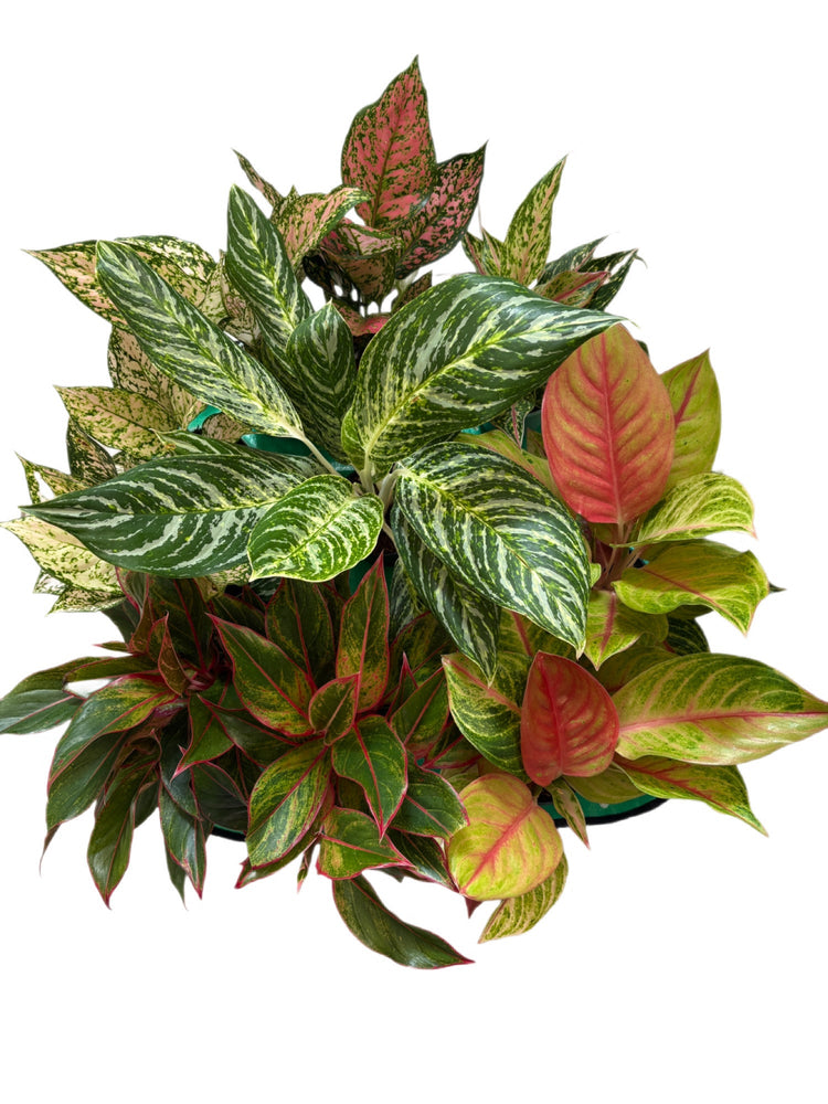 Aglaonema